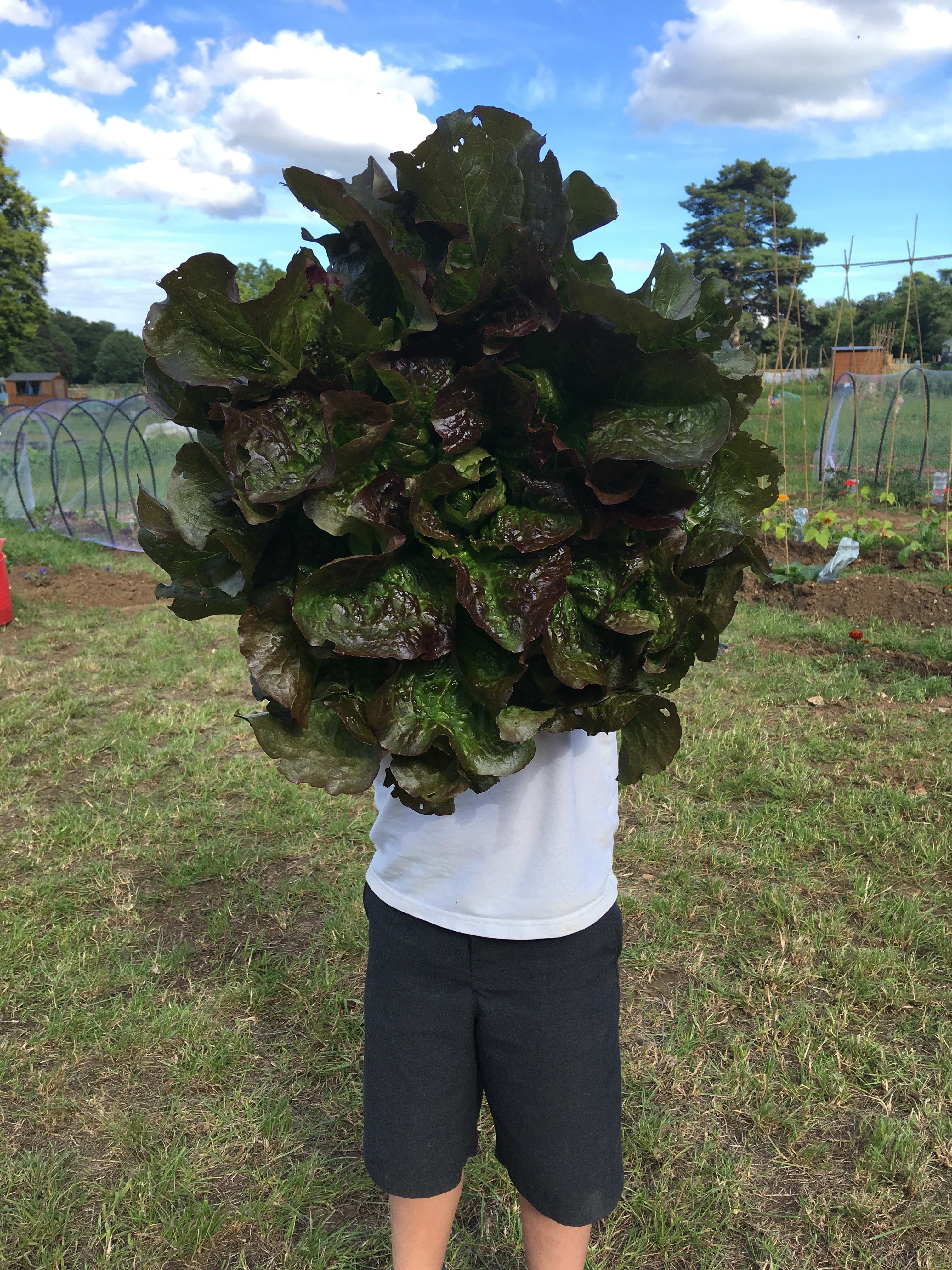 Human Roots - Lettuce