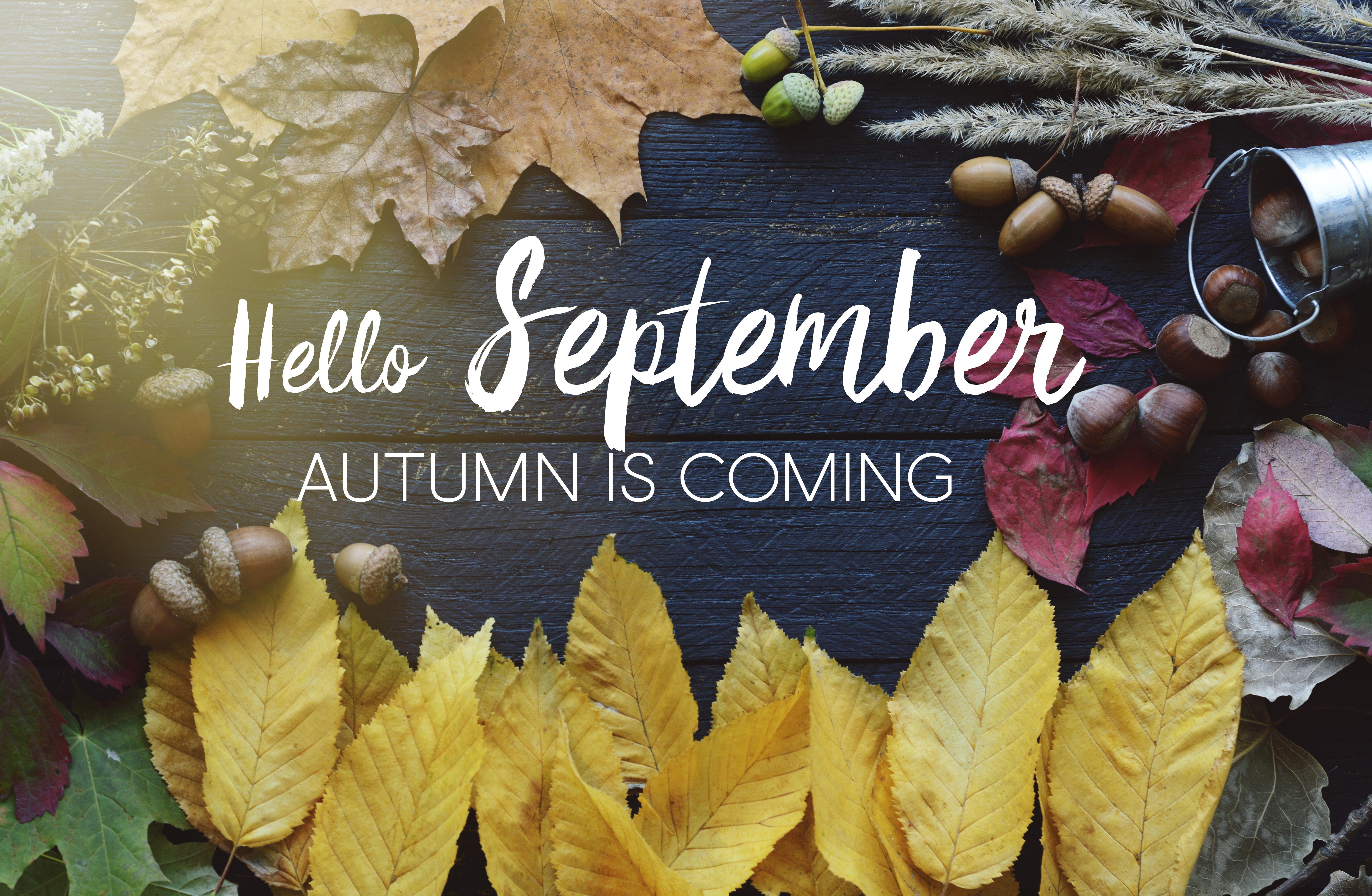 hello September card, Autumn composition from leaf, vintage style