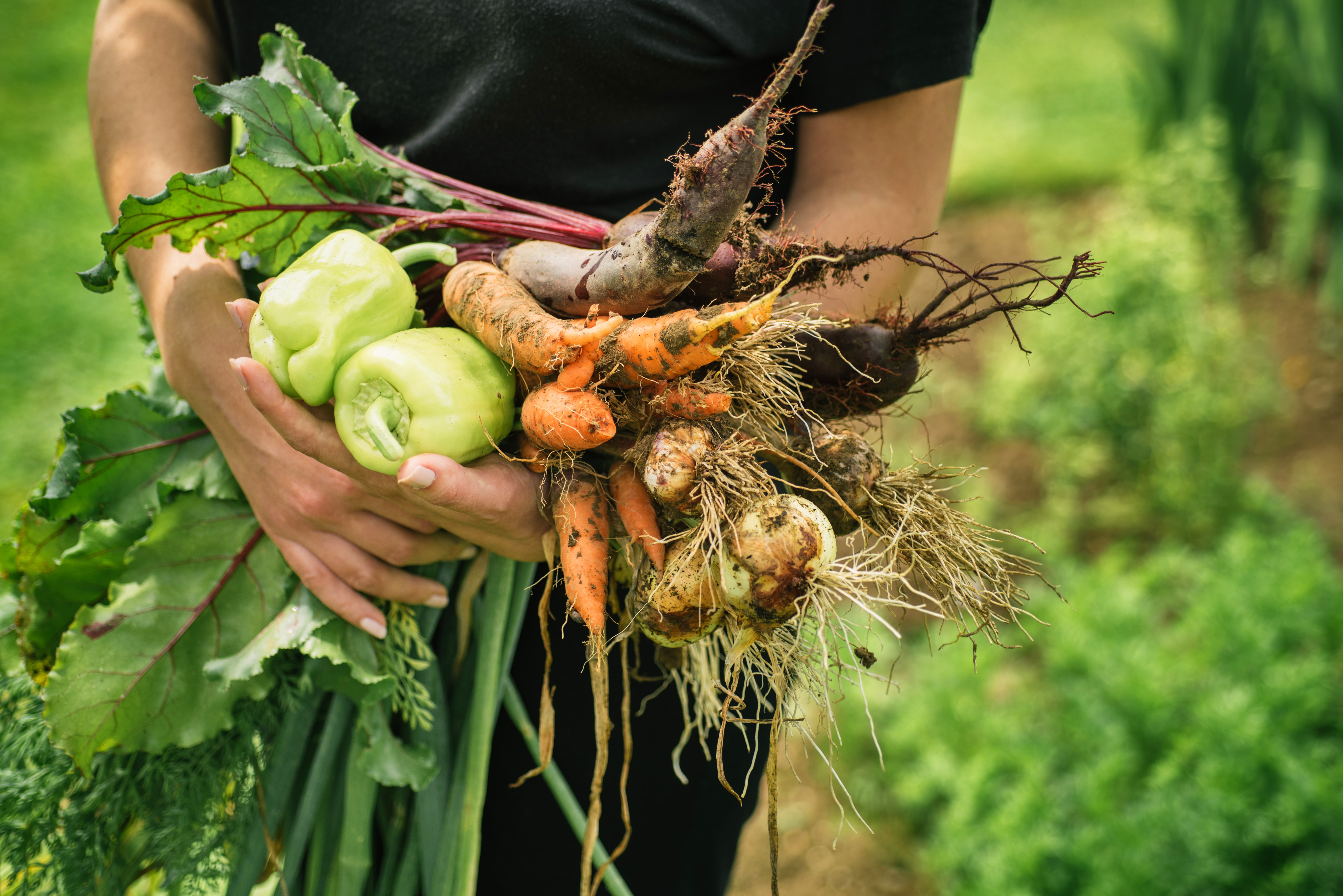 Women holding delicious fresh vegetables