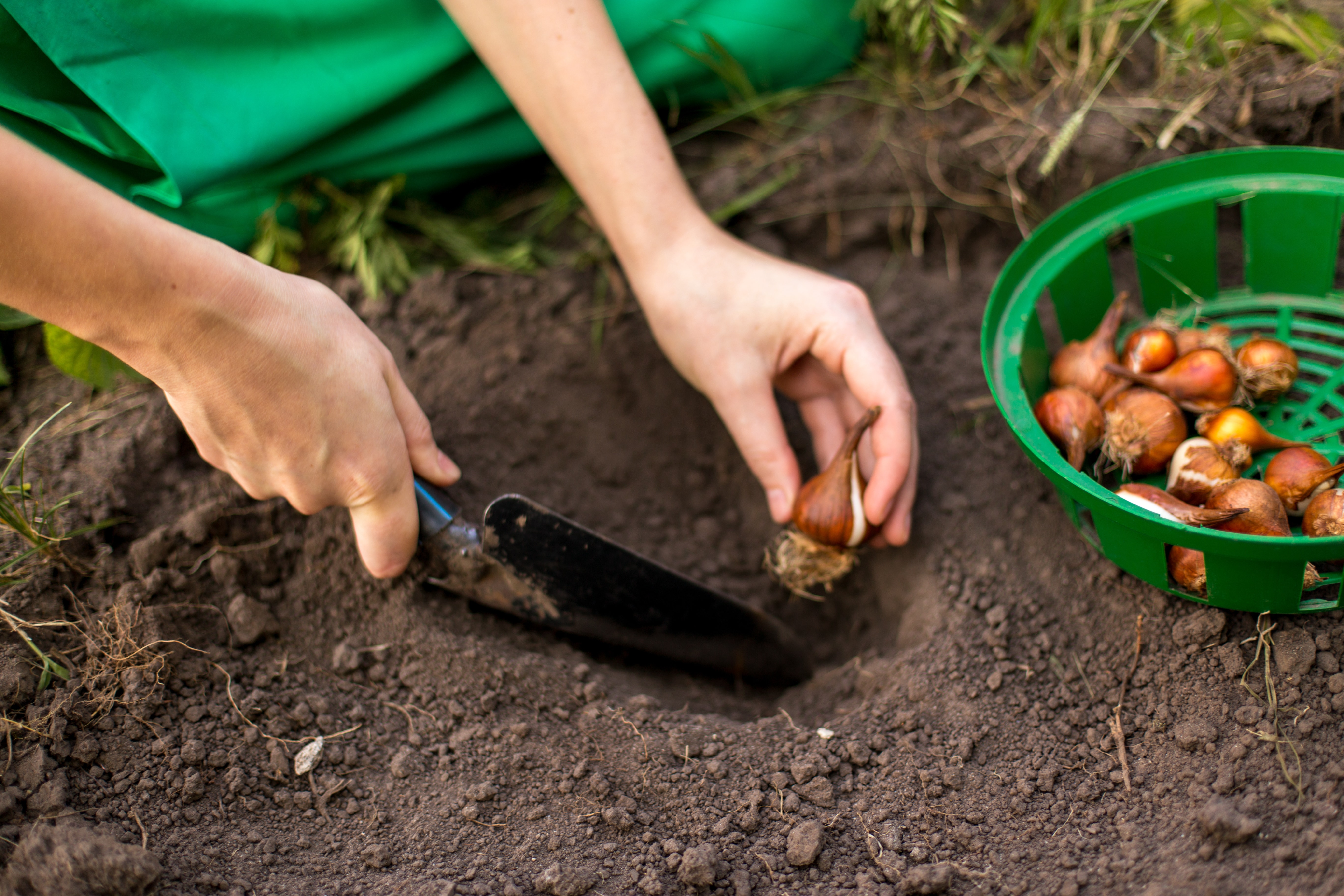 Planting flower bulbs (tulip) in the flower-garden in autumn