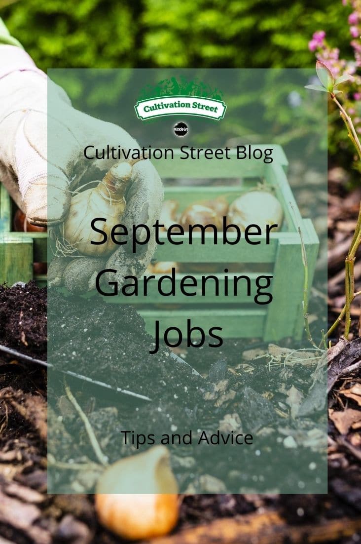 CultivationStreet Blog (3)