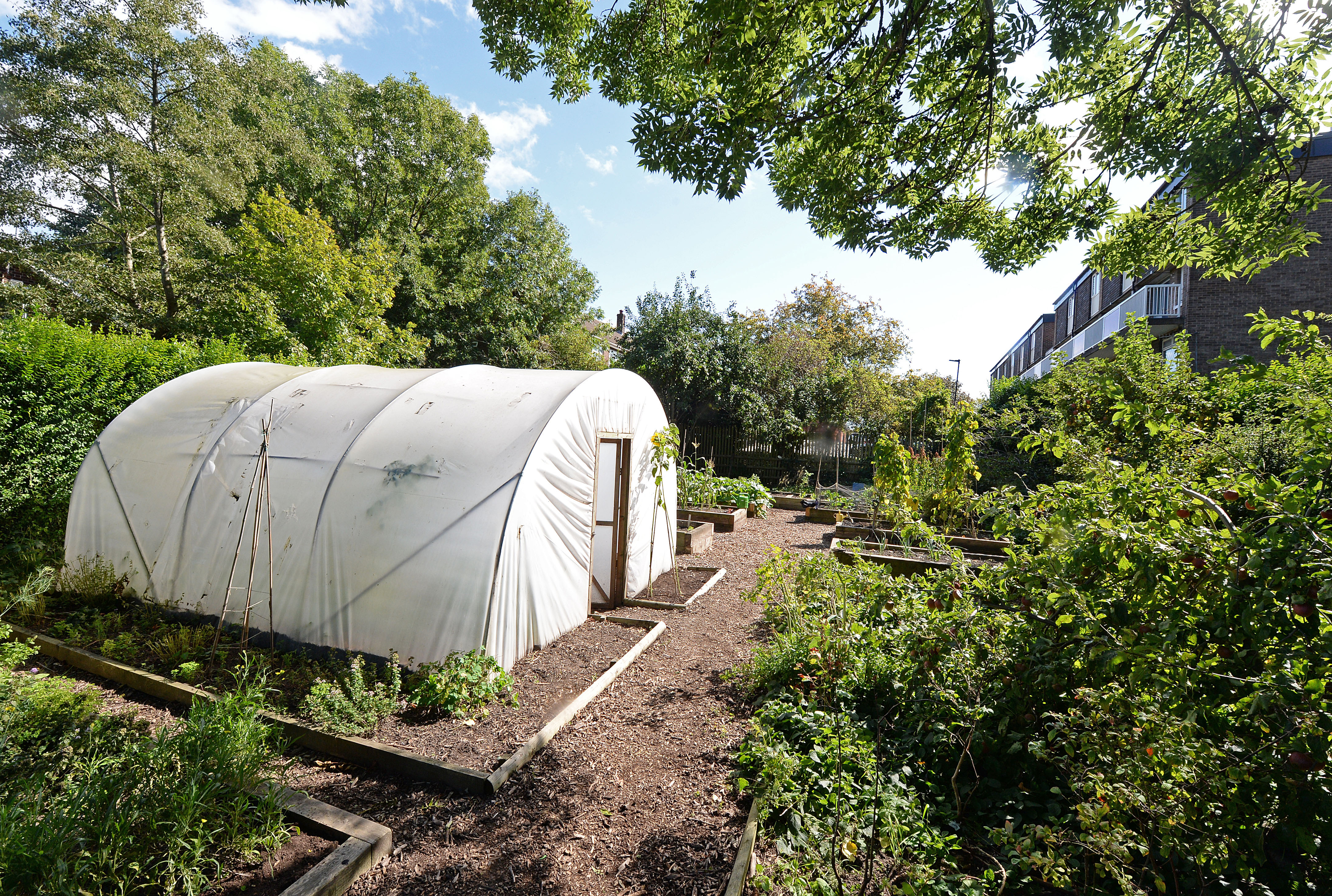 The Tinsley Community Allotment in Sheffield, South Yorkshire, which has won a 'Cultivation Street' award - a competition run by celebrity gardener, David Domoney.