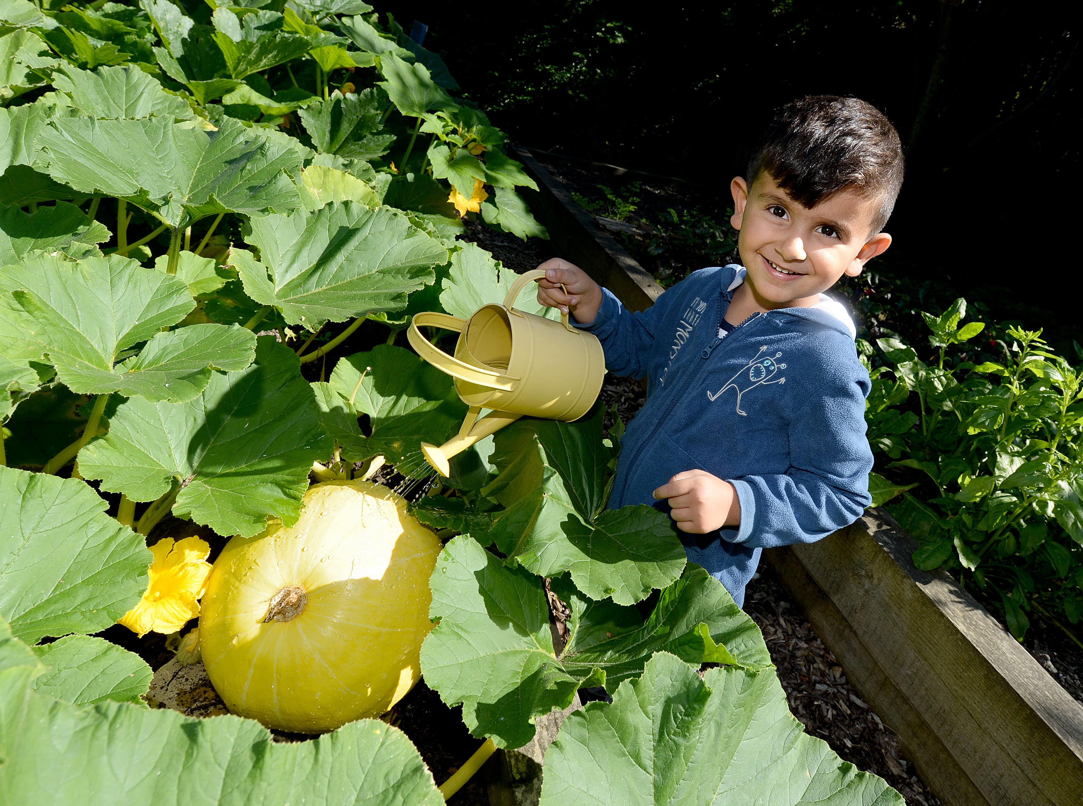 Ravyar Osman, aged 4, watering the pumpkins at the Tinsley Community Allotment in Sheffield, South Yorkshire, which has won a 'Cultivation Street' award - a competition run by celebrity gardener, David Domoney.