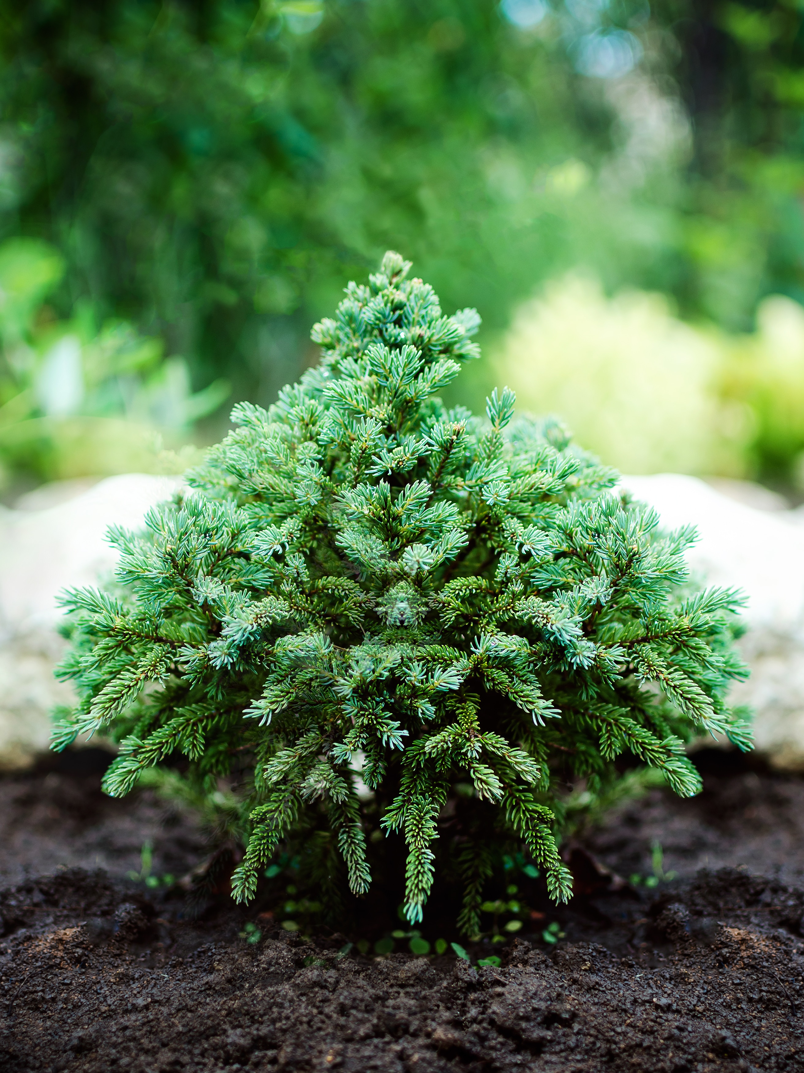 decorative dwarf pine grows in the garden.