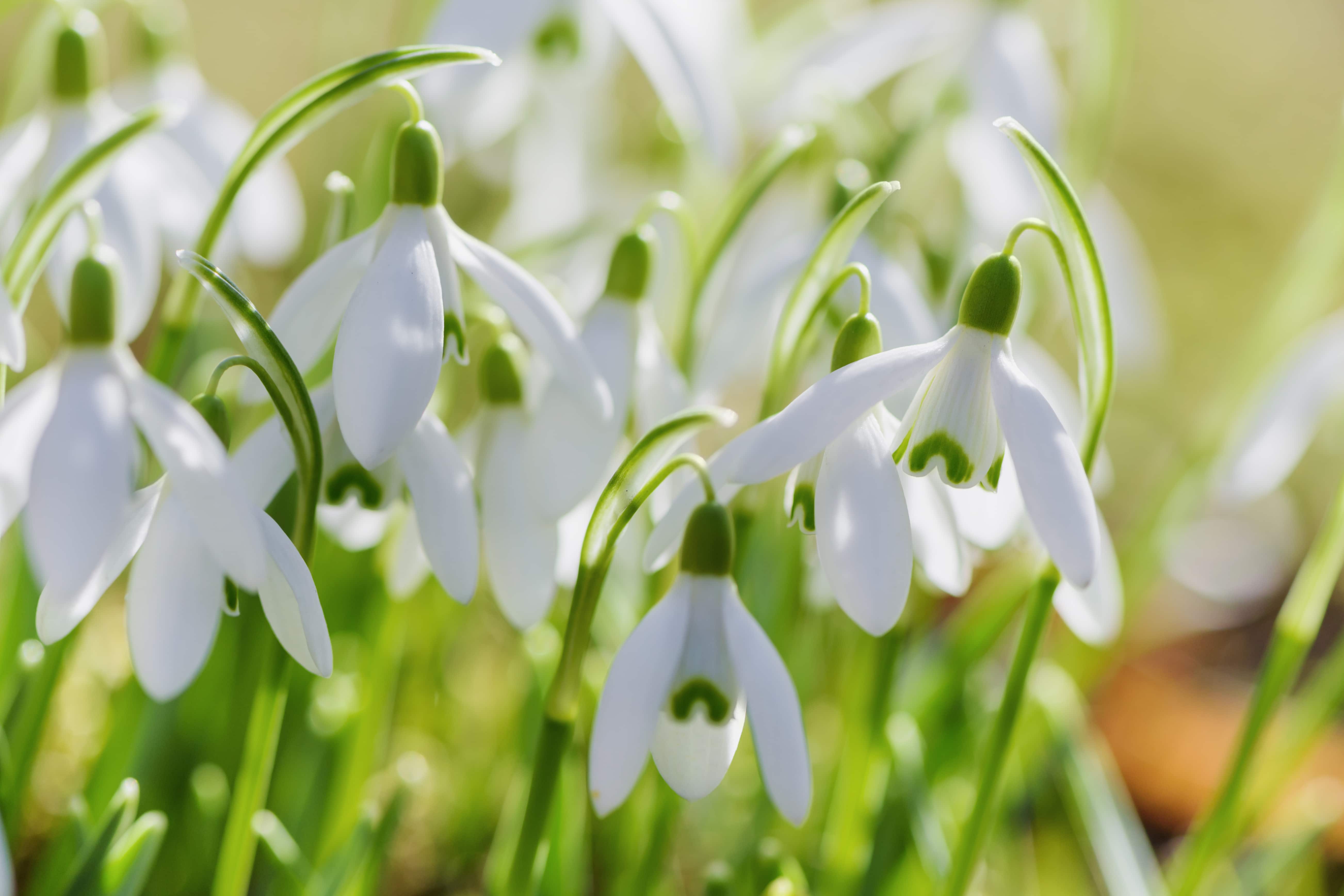 Snowdrops spring flower