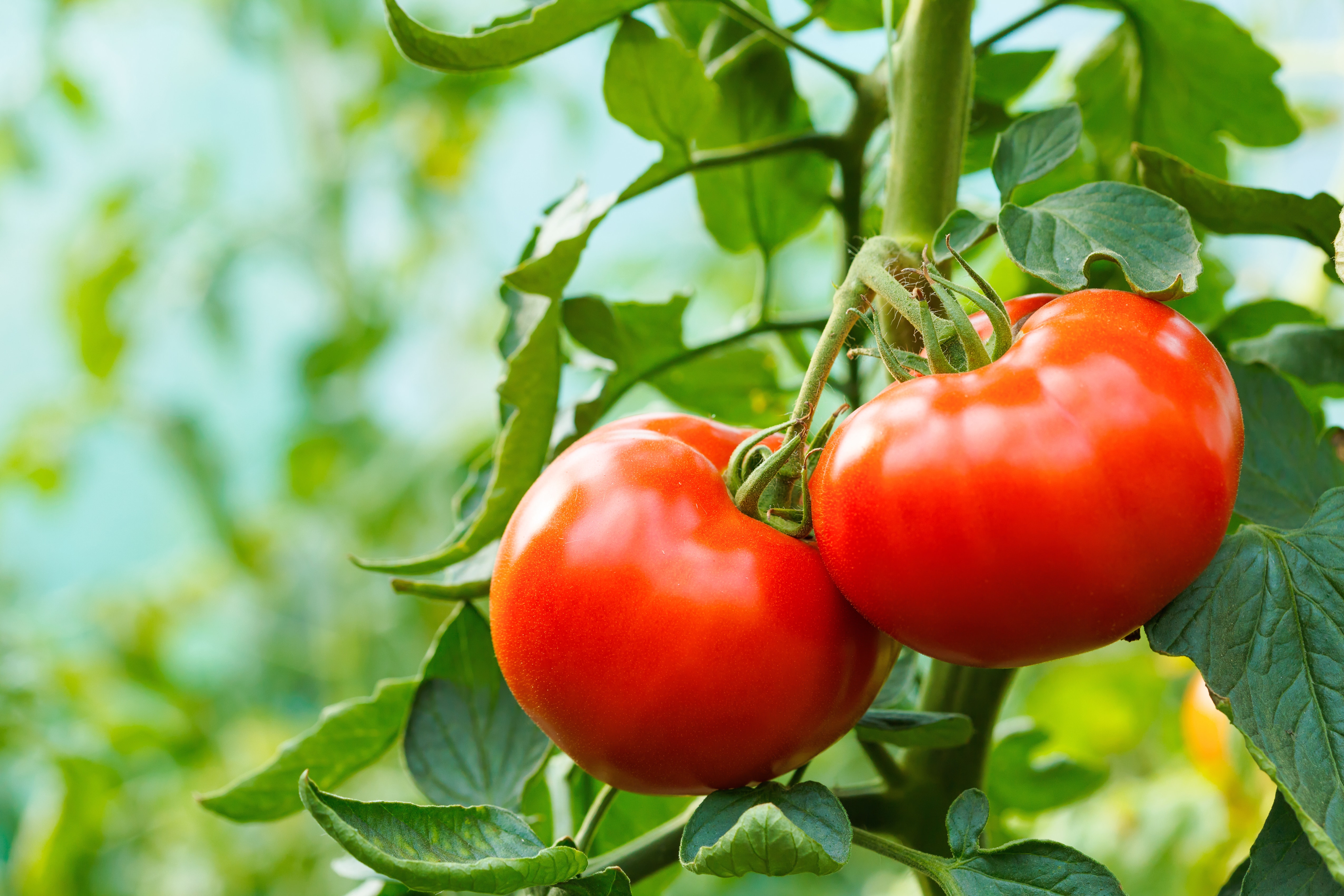 Organic ripe tomato cluster in a greenhouse