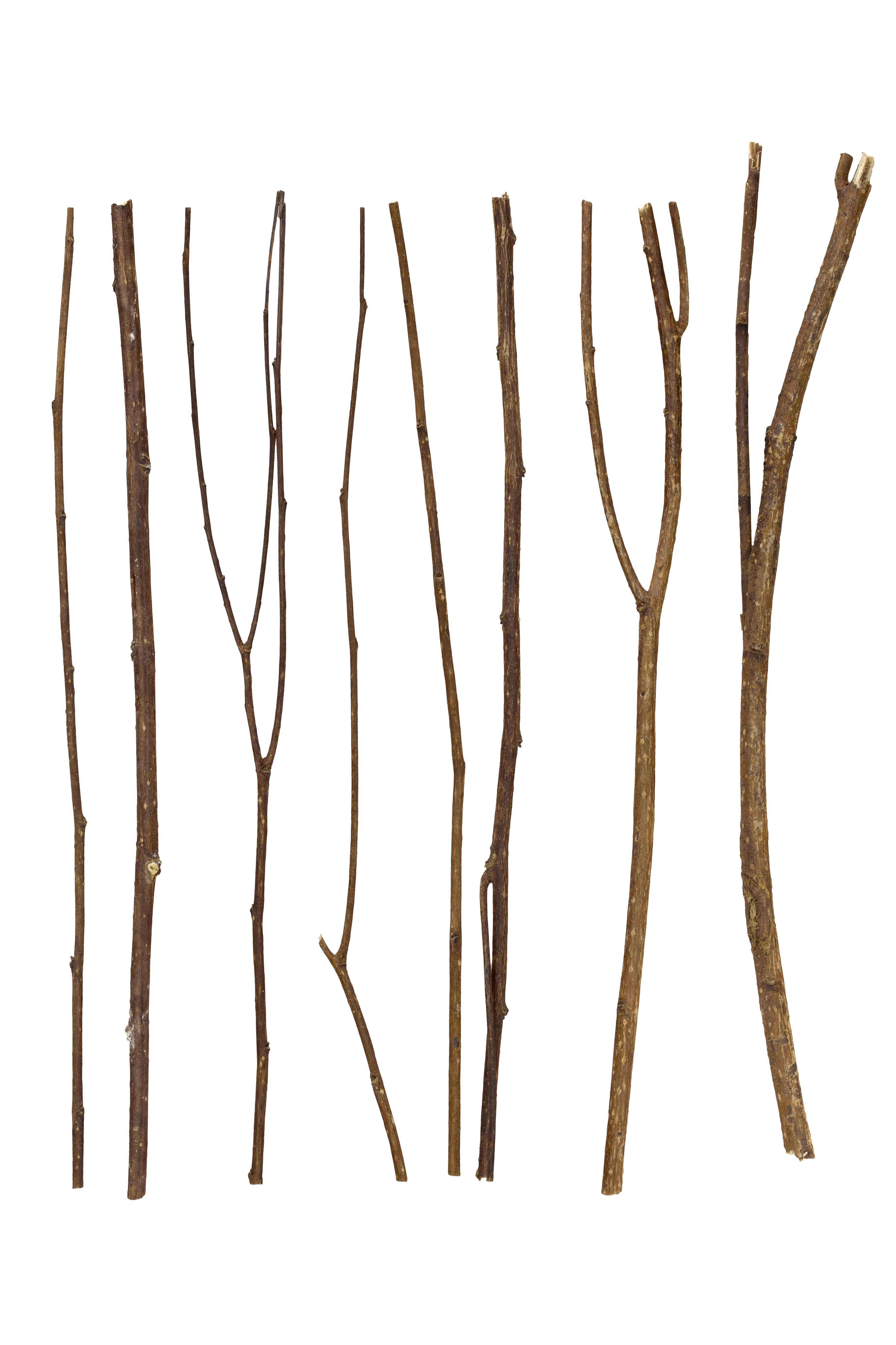 Twigs, set macro dry branches birch isolated on white background