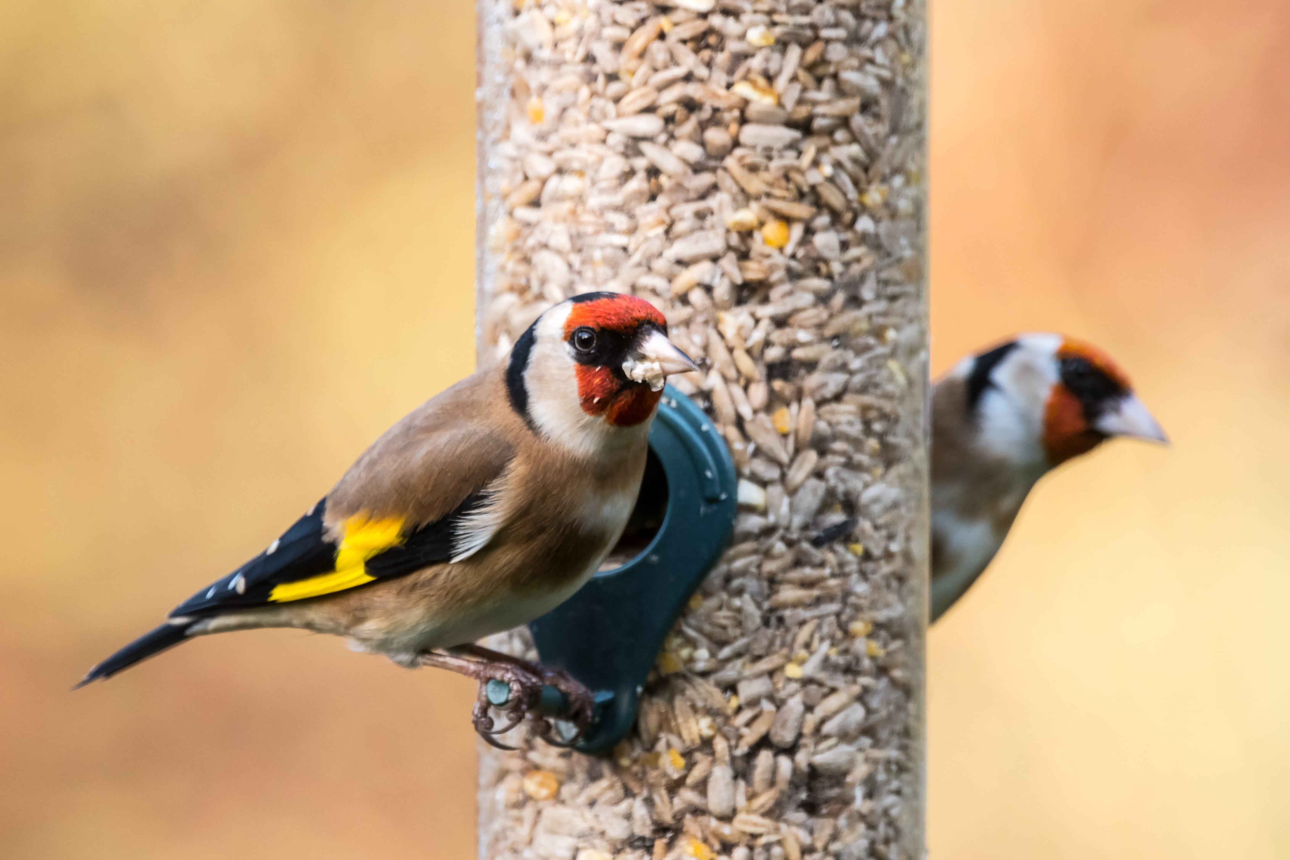 Two goldfinches (Carduelis carduelis) on a bird feeder in a UK garden during Winter. Devon, December.