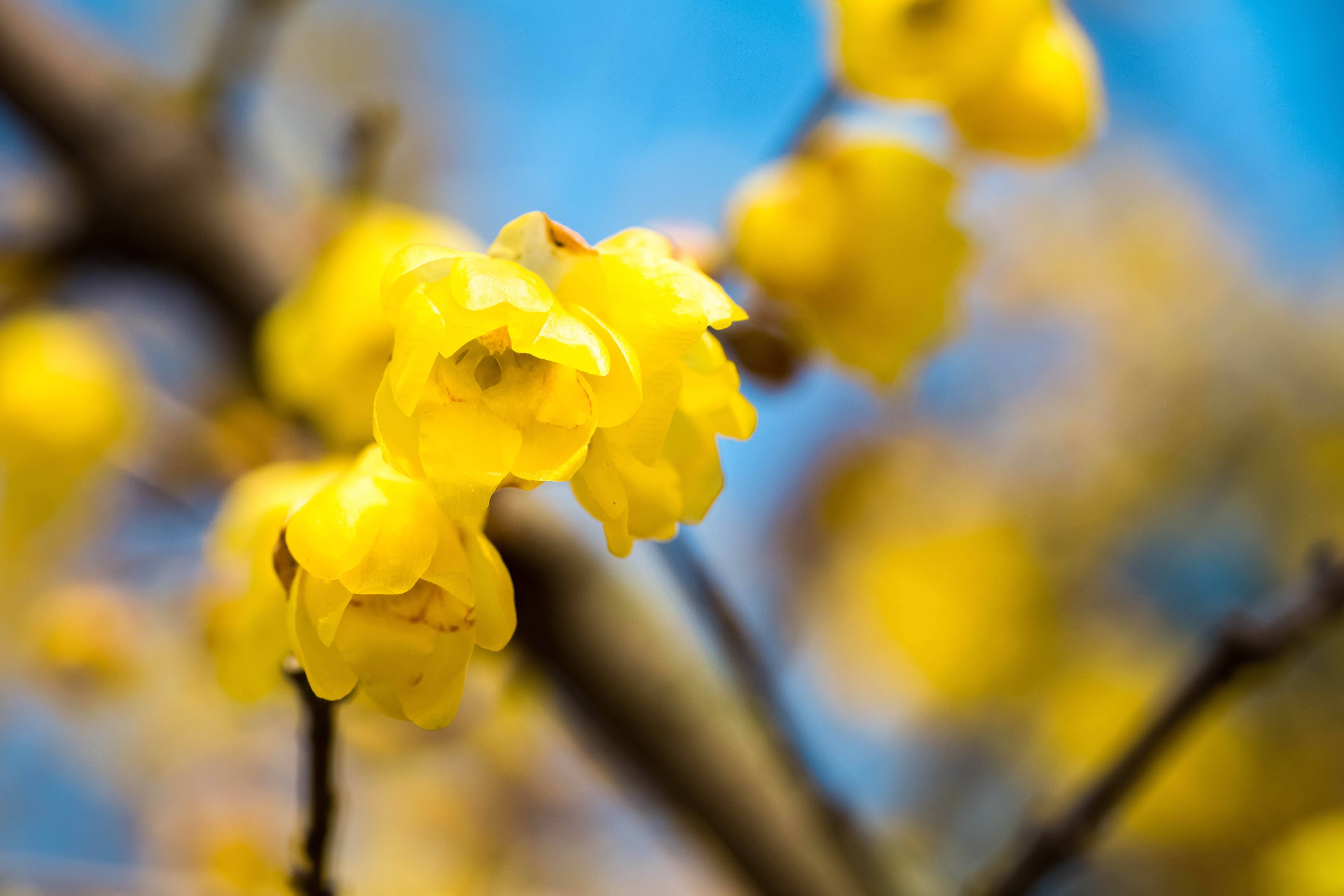 wintersweet flower in full bloom, yellow chimonanthus fragrans in cold winter