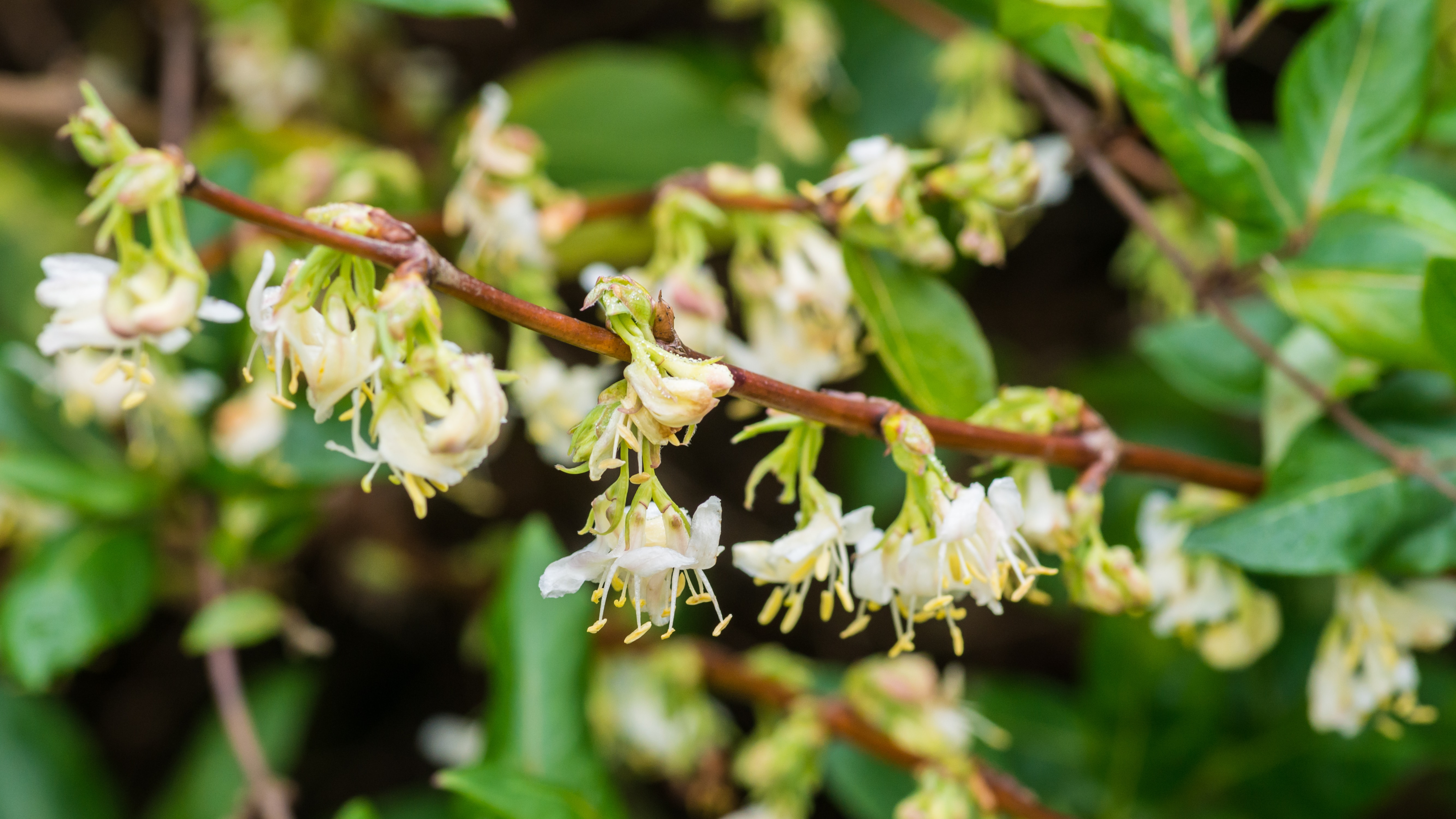 A close-up shot of a branch full of winter honeysuckle blooms.