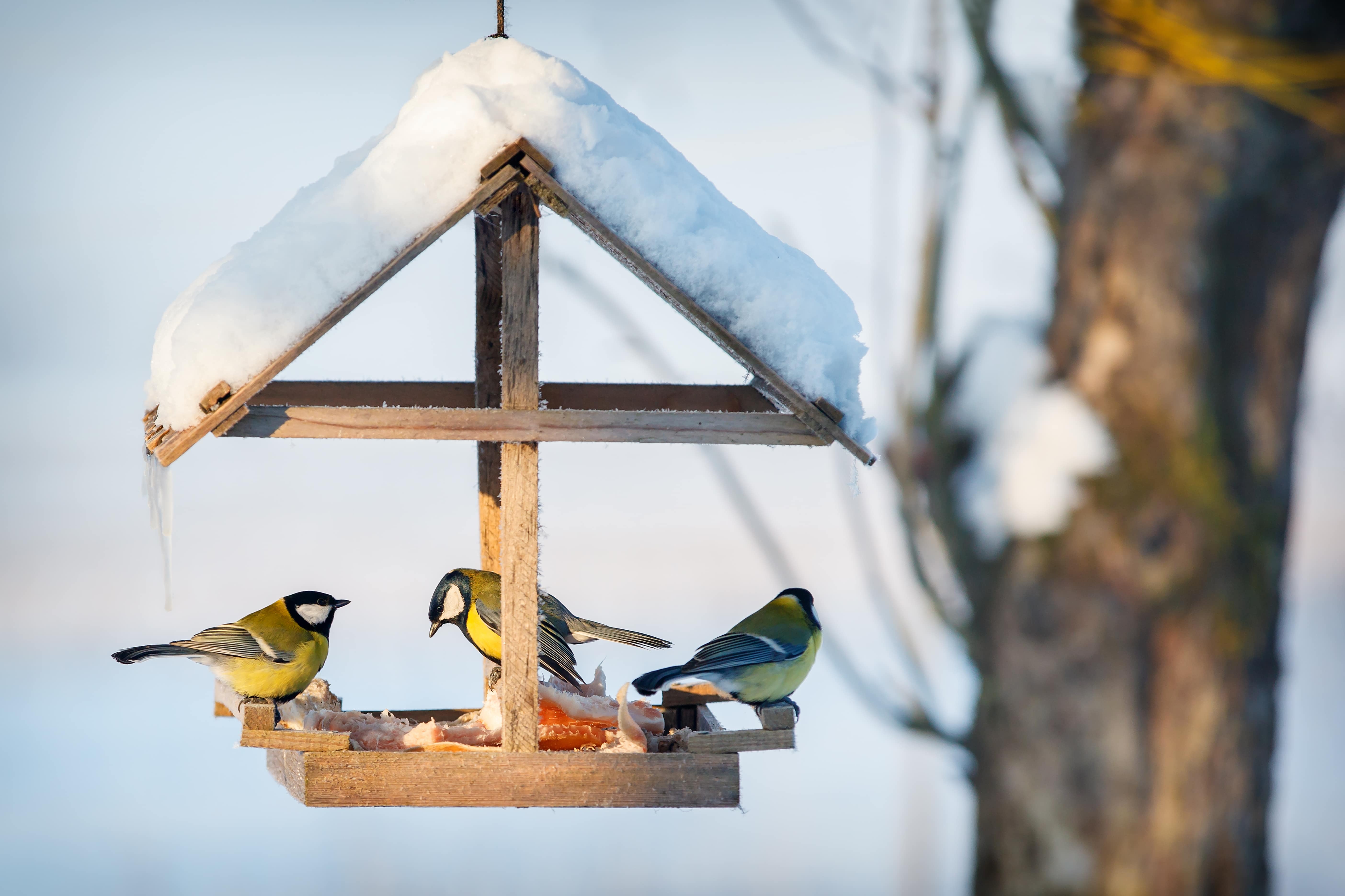 Bird Feeder - Activity of the Week - How to make your own - Cultivation ...