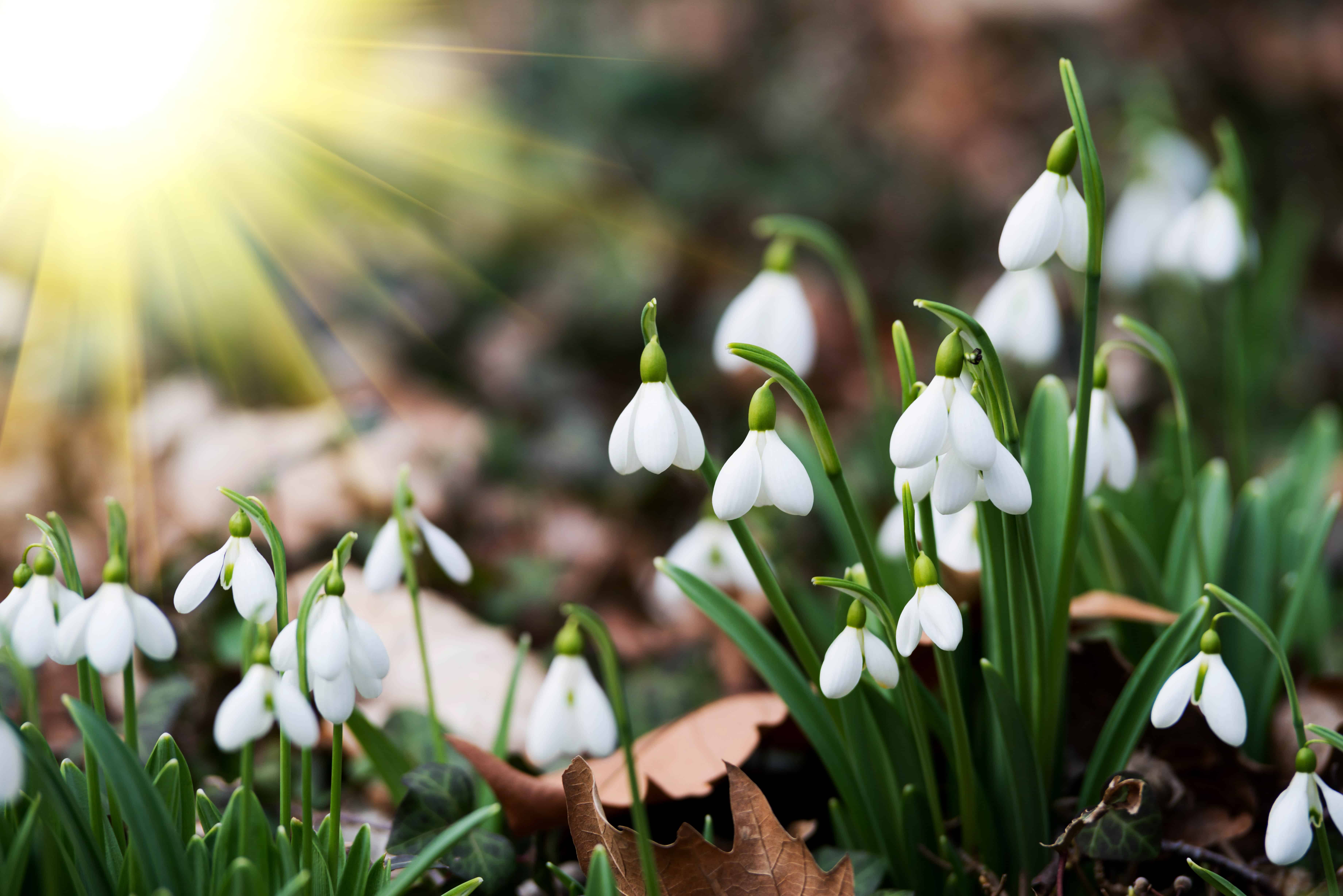 white snowdrop flowers in spring