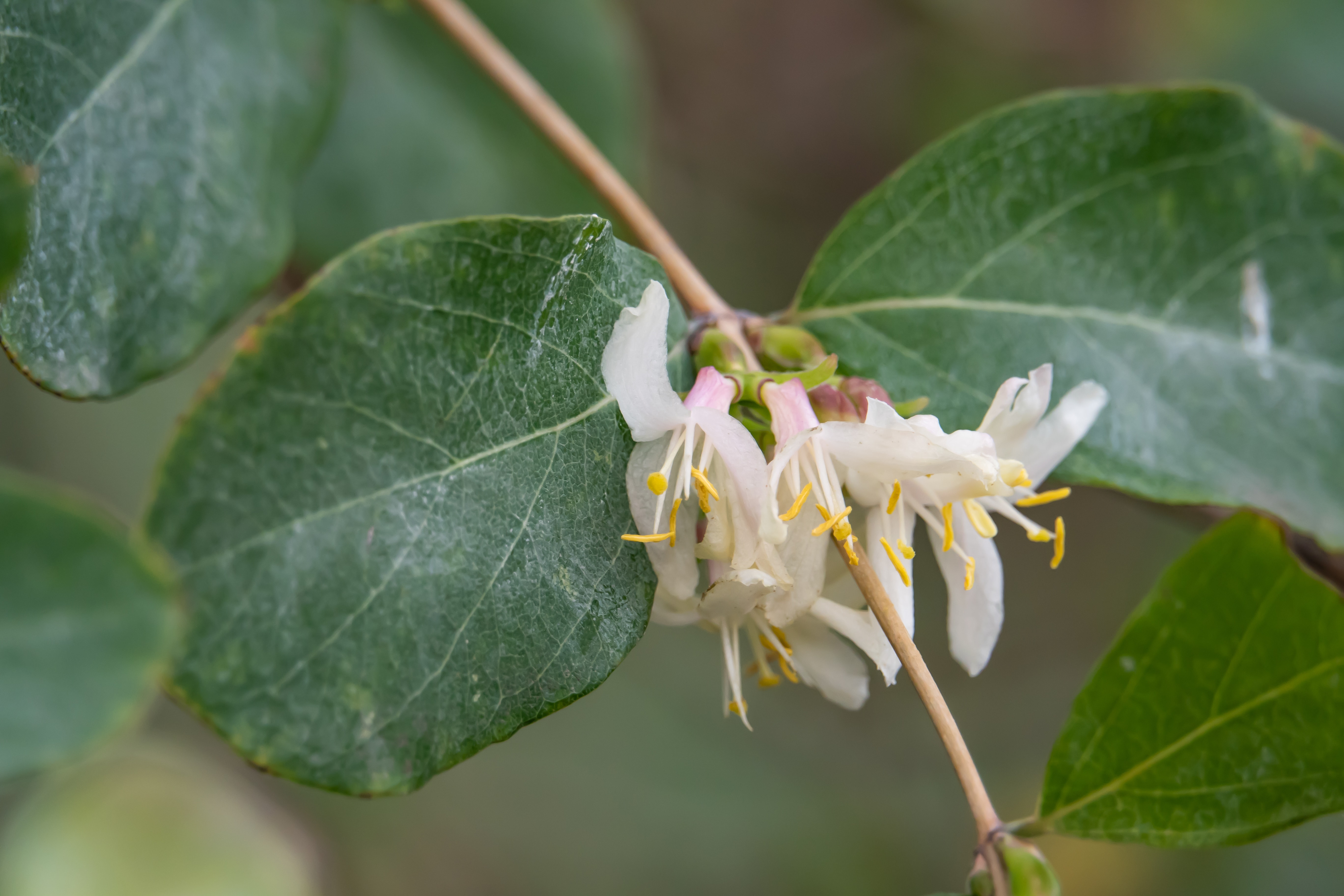 Fragrant Honeysuckle Flowers in Bloom in Winter