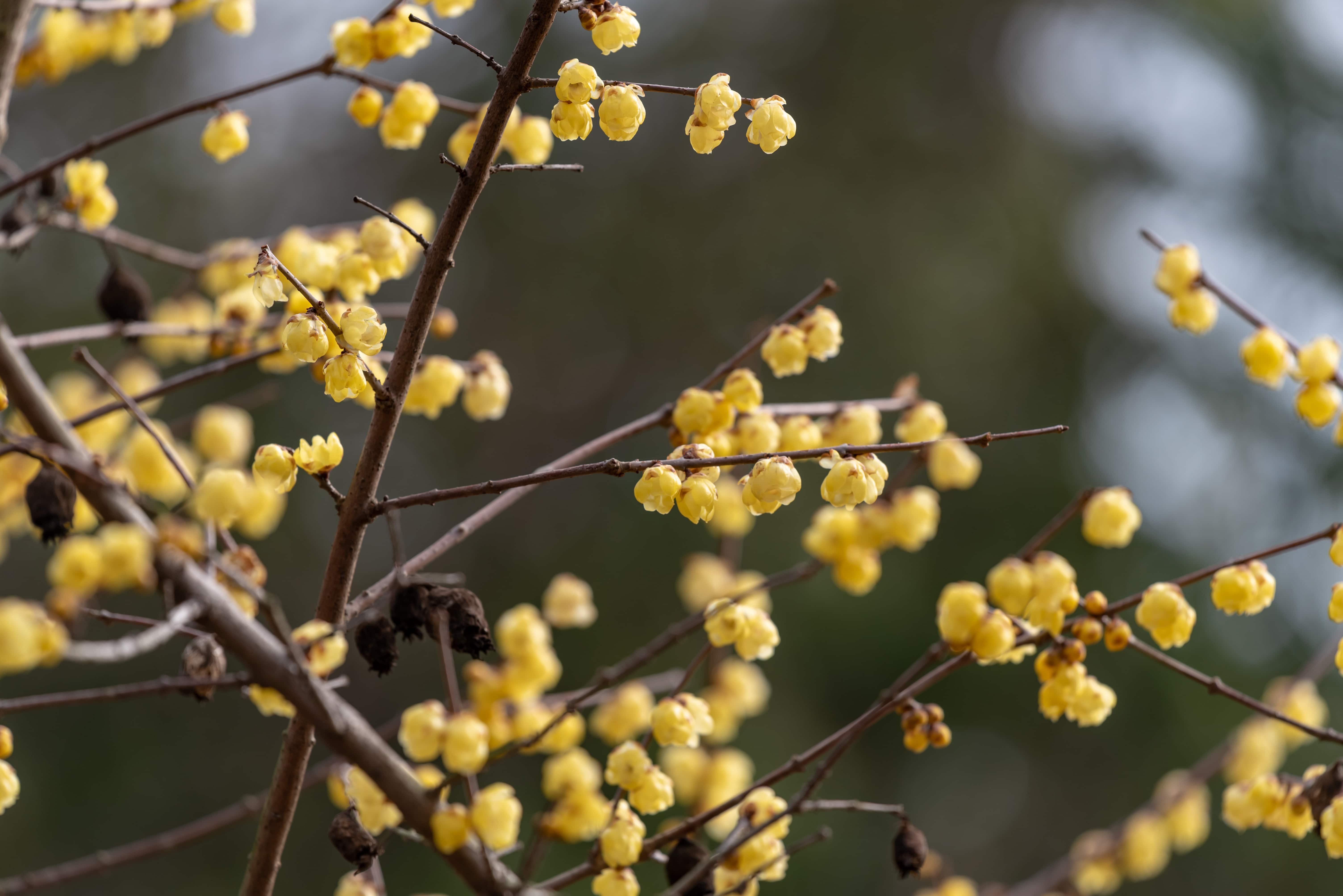 Flowers of Japanese allspice, wintersweet, Chimonanthus praecox