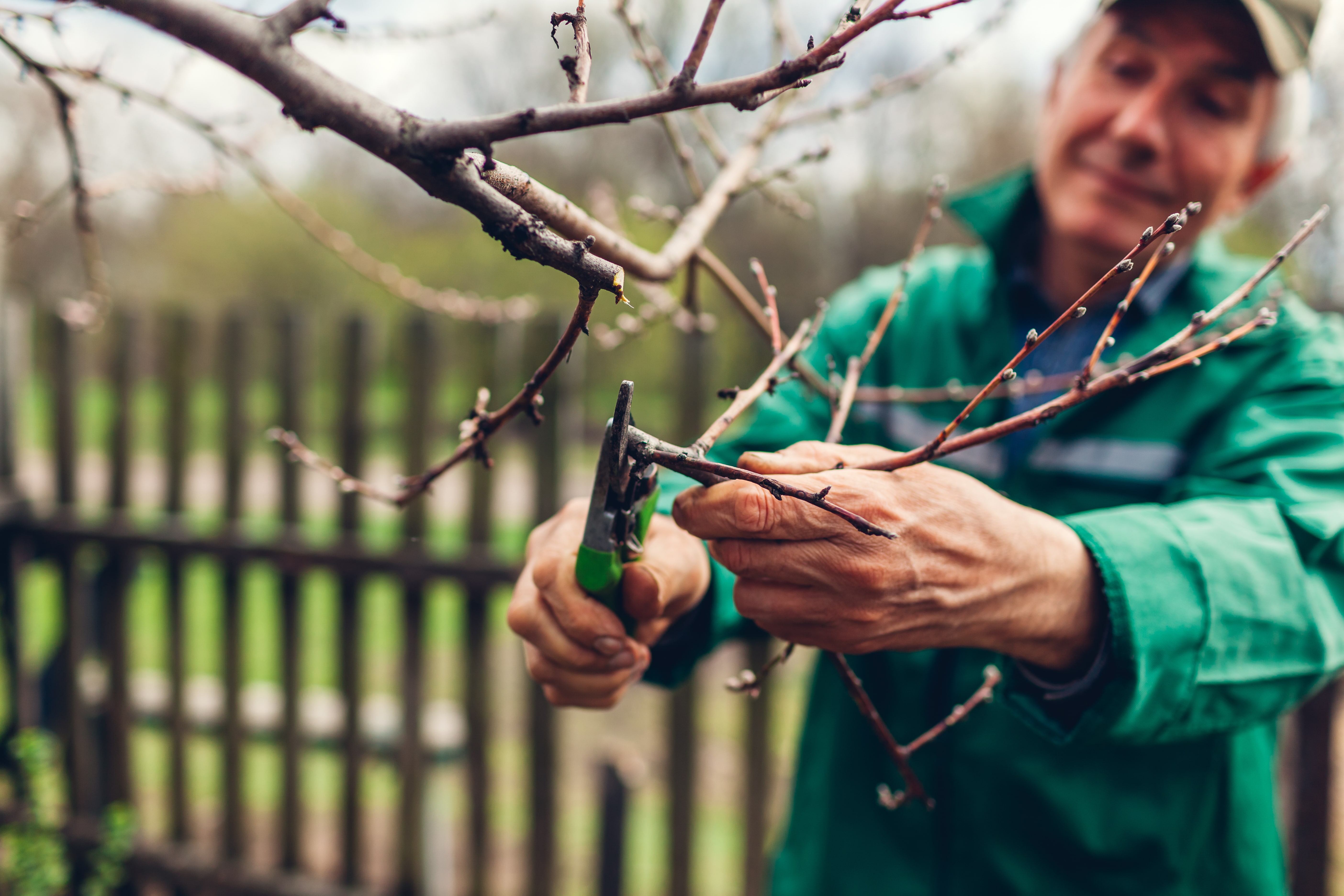 Man worker pruning tree with clippers. Male farmer wearing uniform cuts branches in spring garden with pruning shears or secateurs