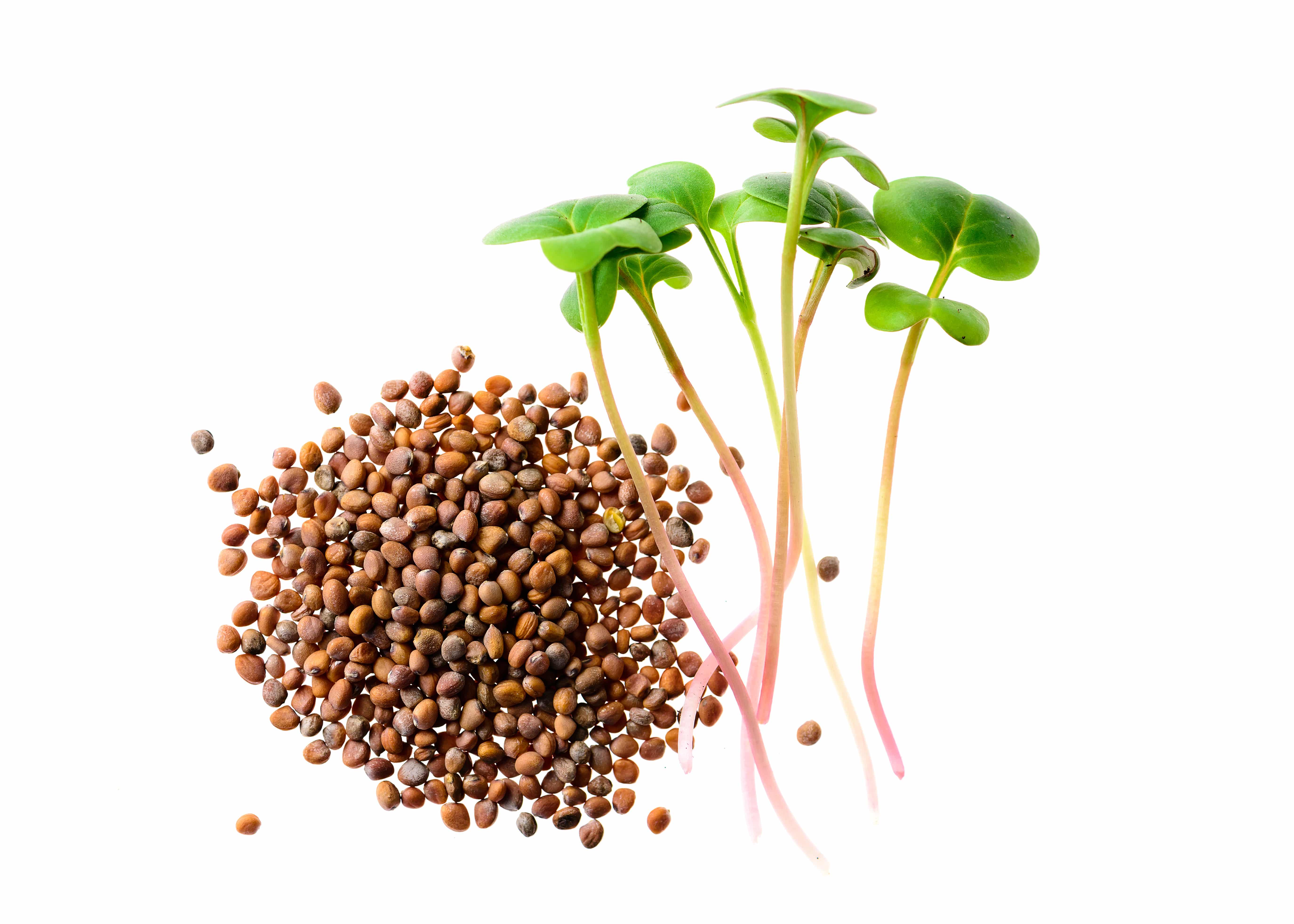 microgreen radish grain and germinated sprout isolated on a white background