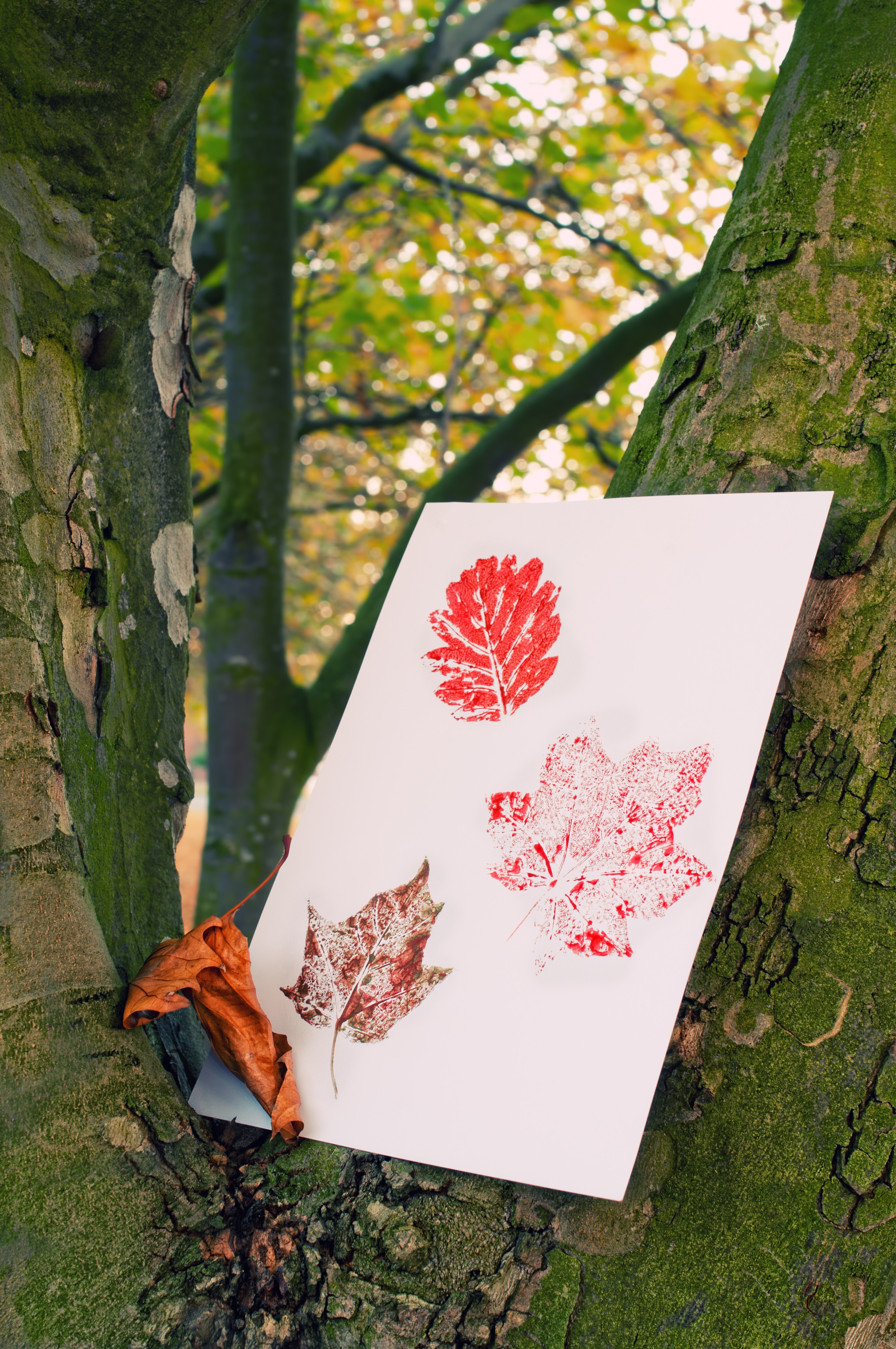 Autumn painted leaf prints in tree trunk