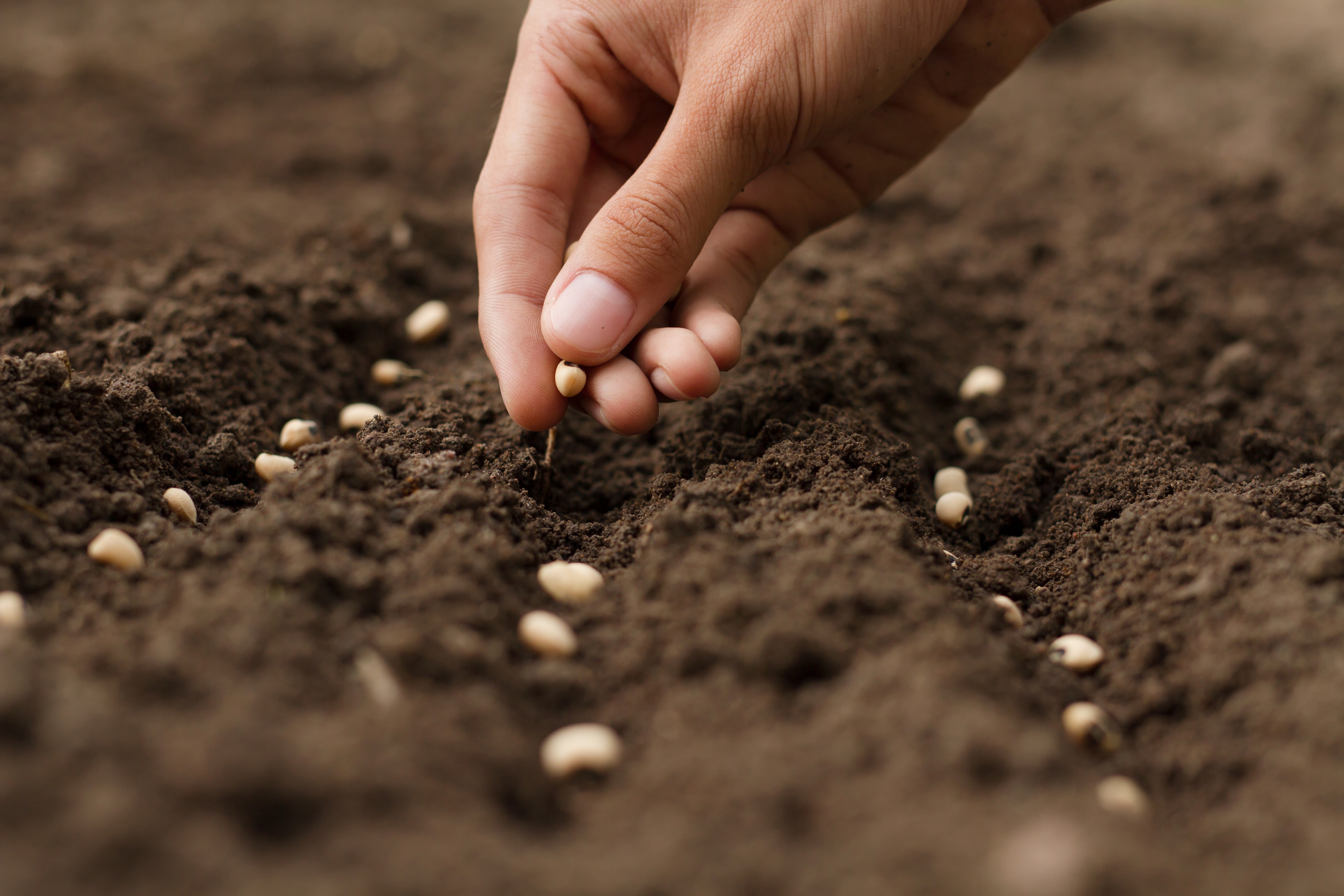 Hand growing seeds of vegetable on sowing soil at garden metaphor gardening, agriculture concept.