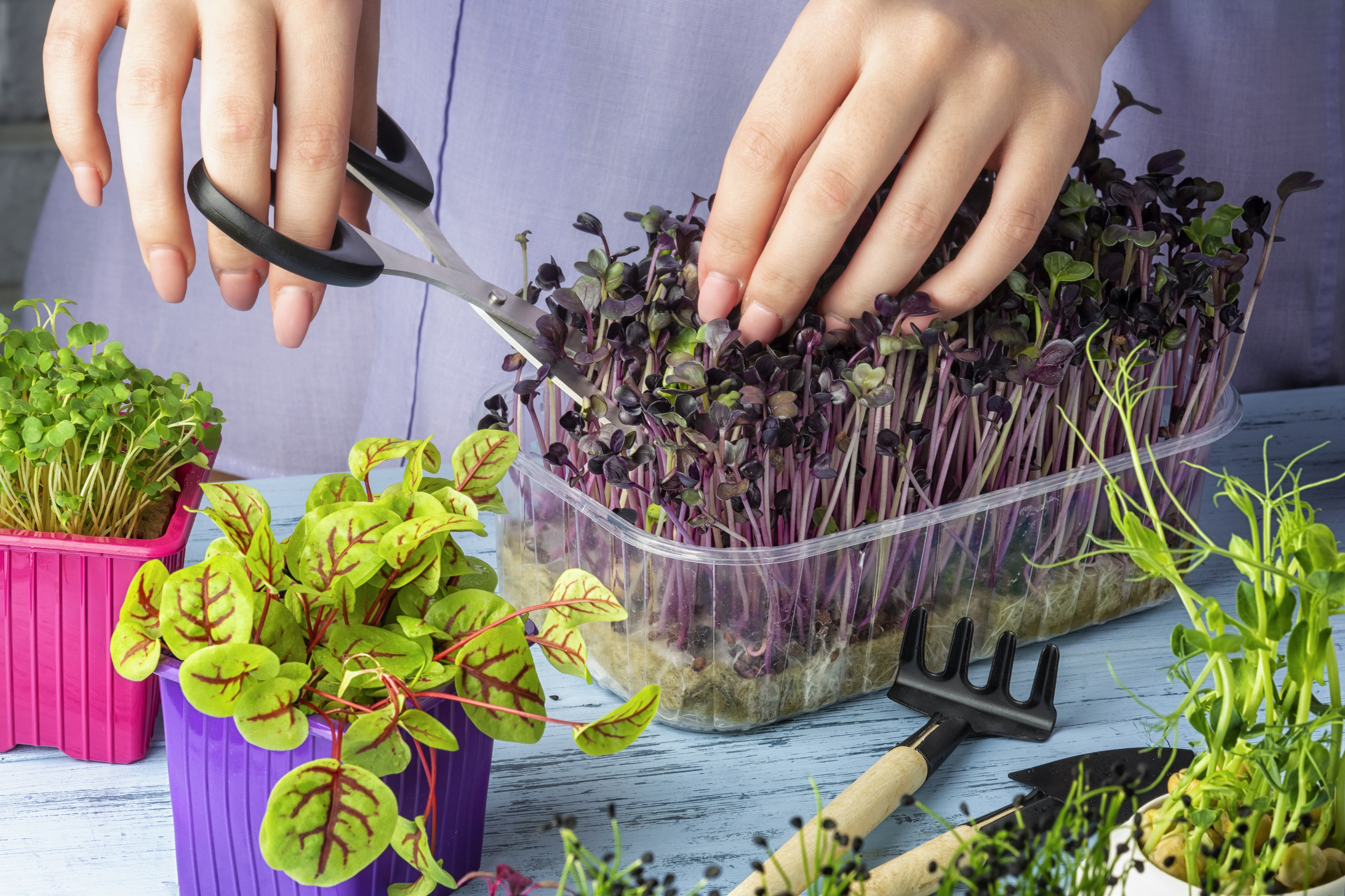 Микро выращивание. Ферма микрозелень (microgreens).. Micro Green микрозелень. Микрозелень базилик овощной. Кейл микрозелень.