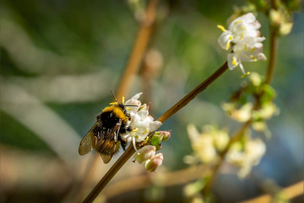 Plant of the Week Winter Flowering Honeysuckle Cultivation Street