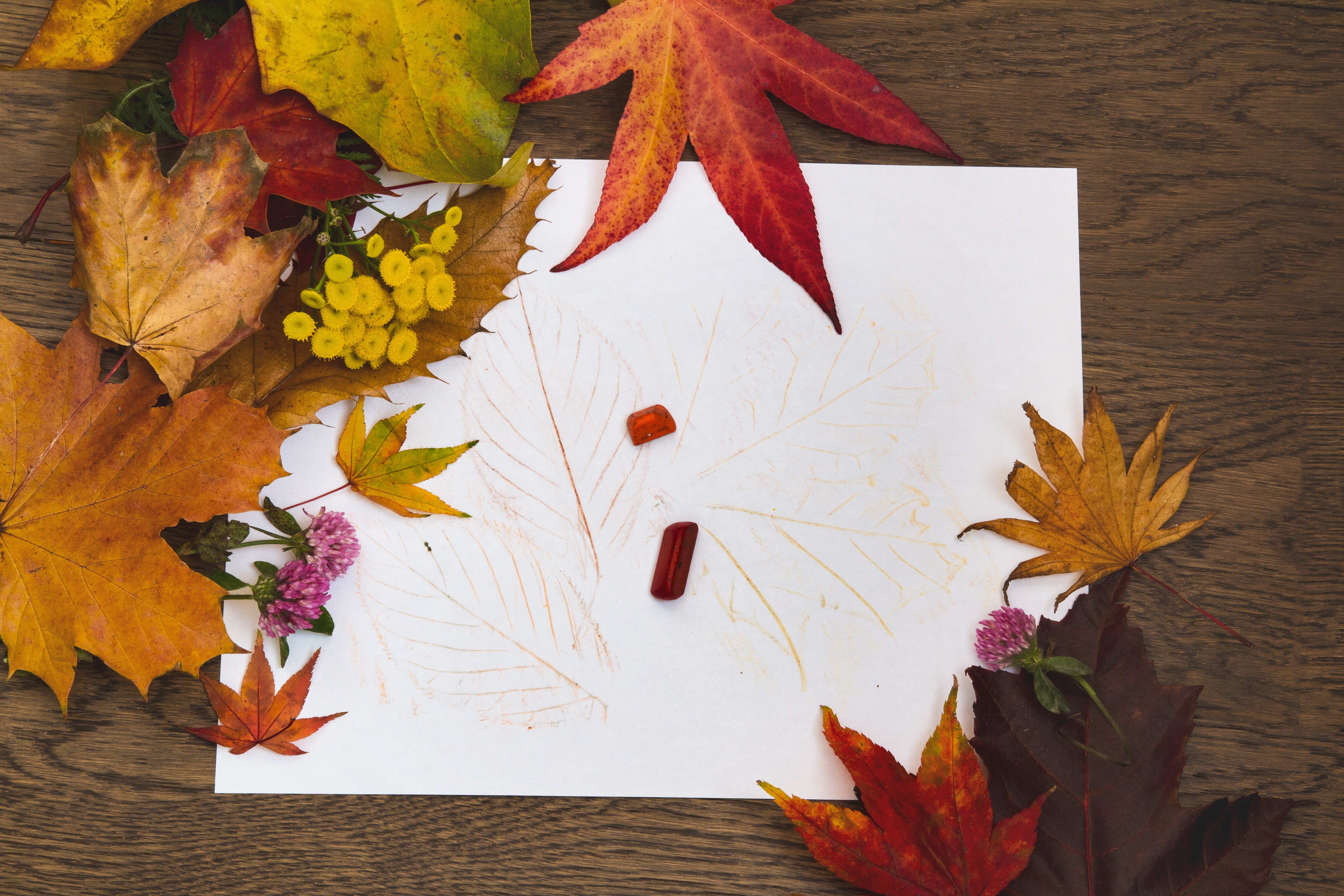 Childrens leaf rubbing with crayons and decorated with fall leaves; Autumn leaves and tansy surround kids leaf rubbing