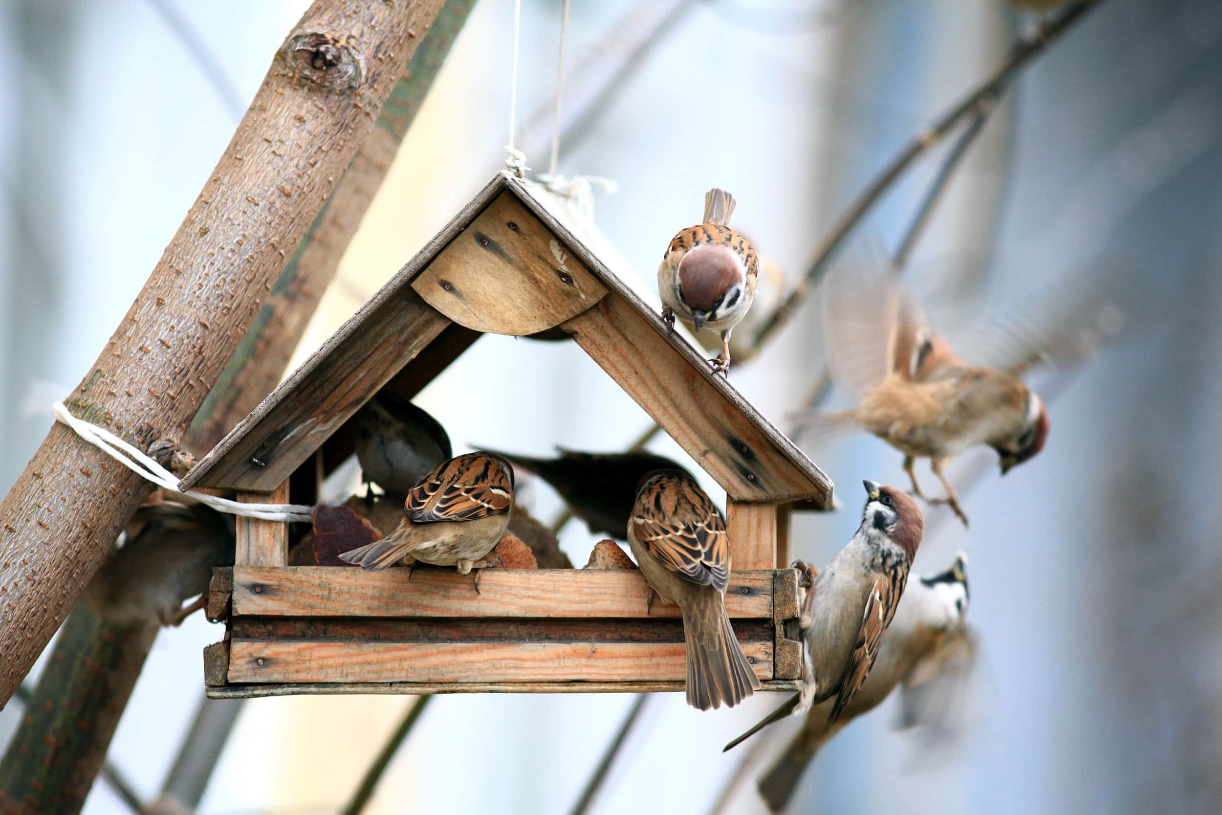 Bird Feeders