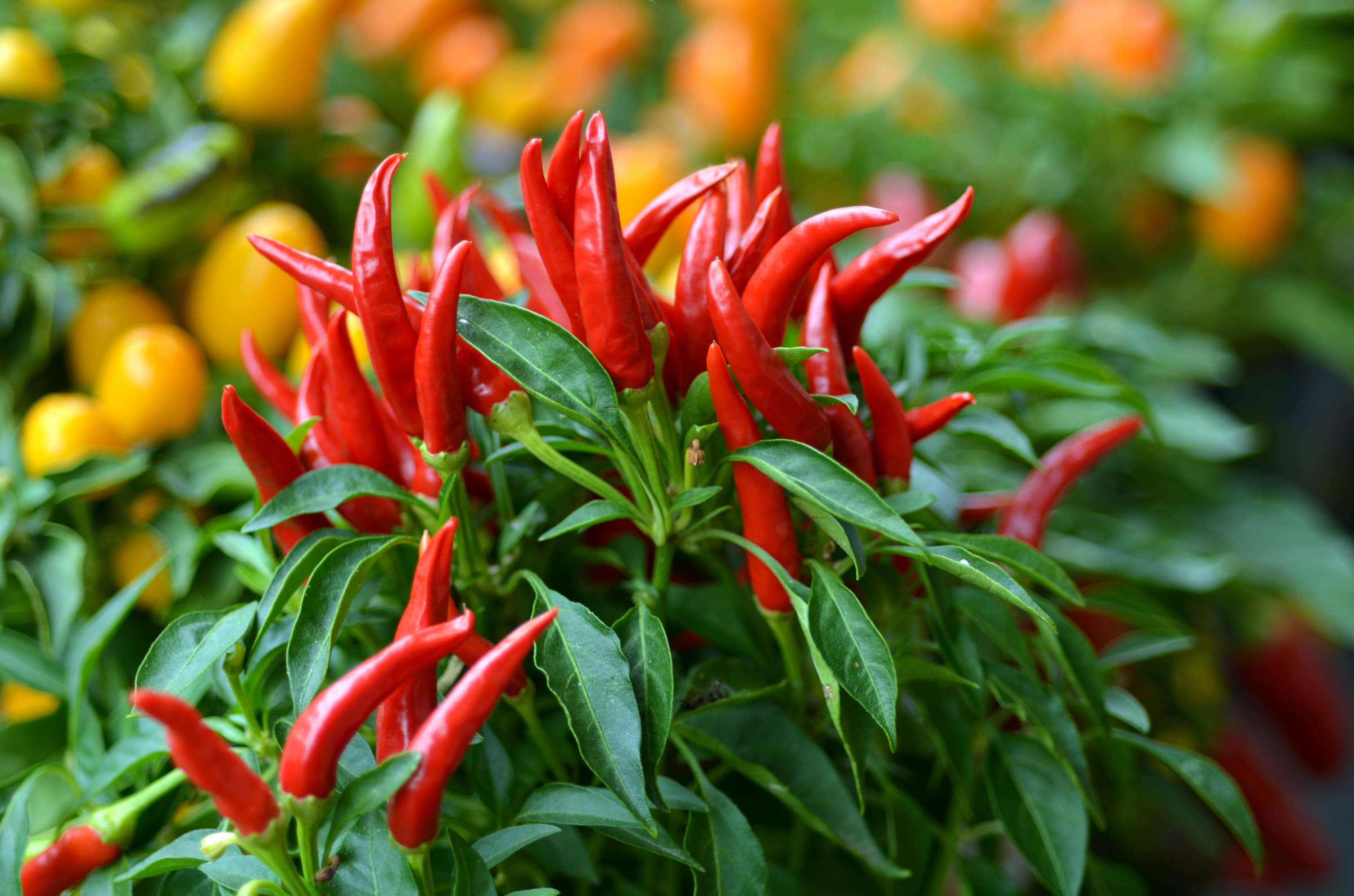 Bird's eye chili grow in the garden.