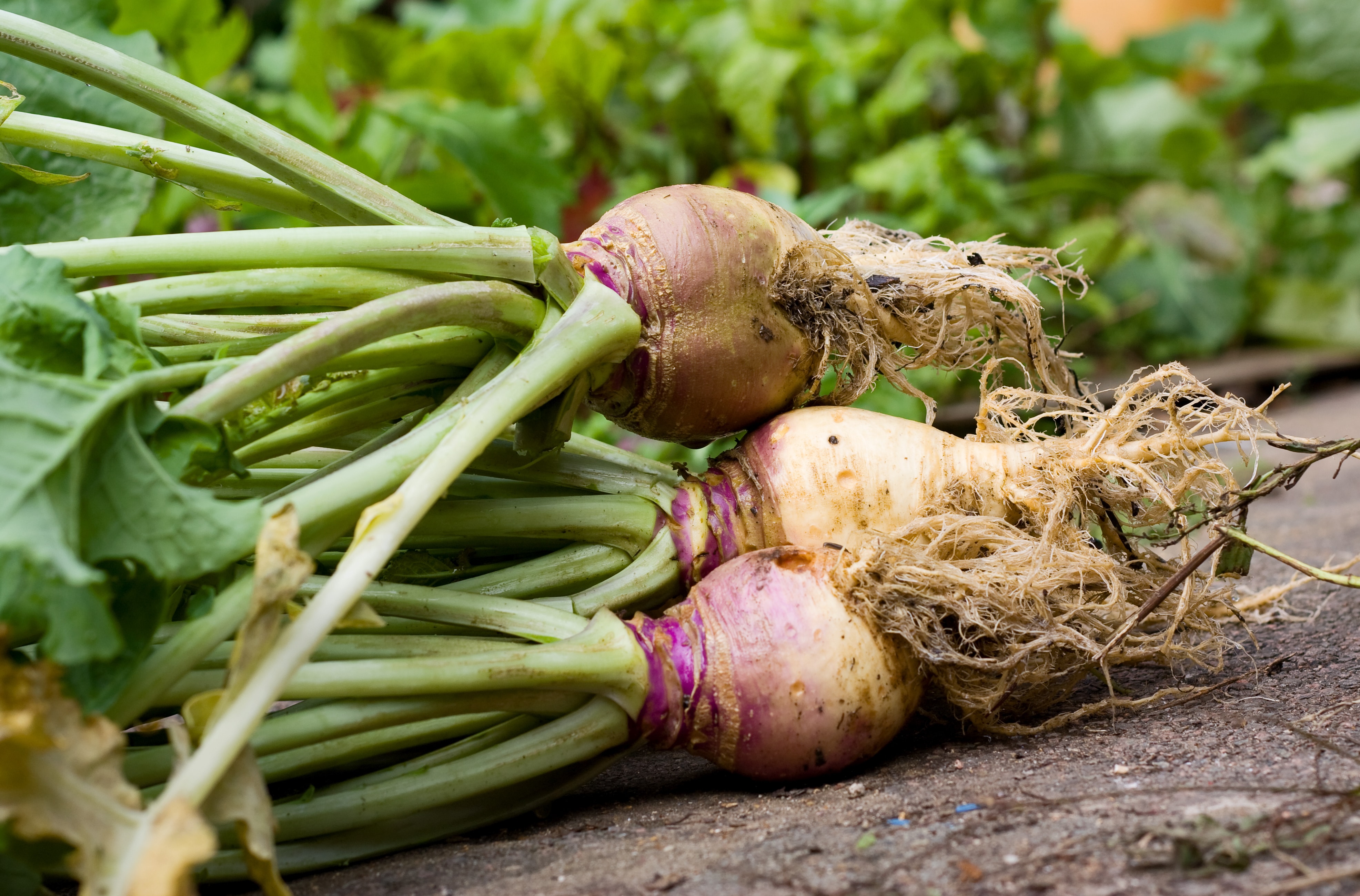 freshly picked swedes