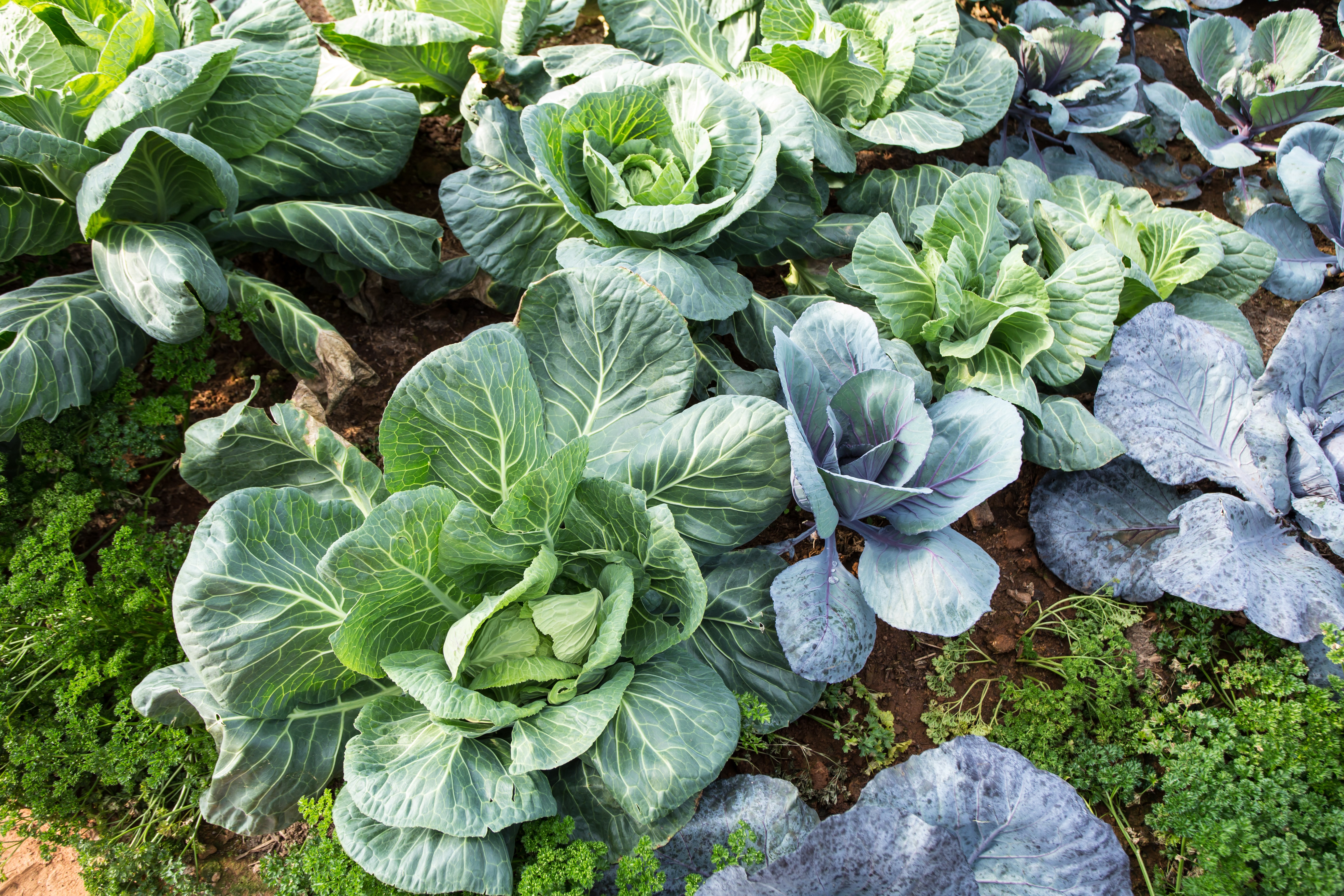 cabbage garden, fresh cabbage and parsley grow in farm, Thailand