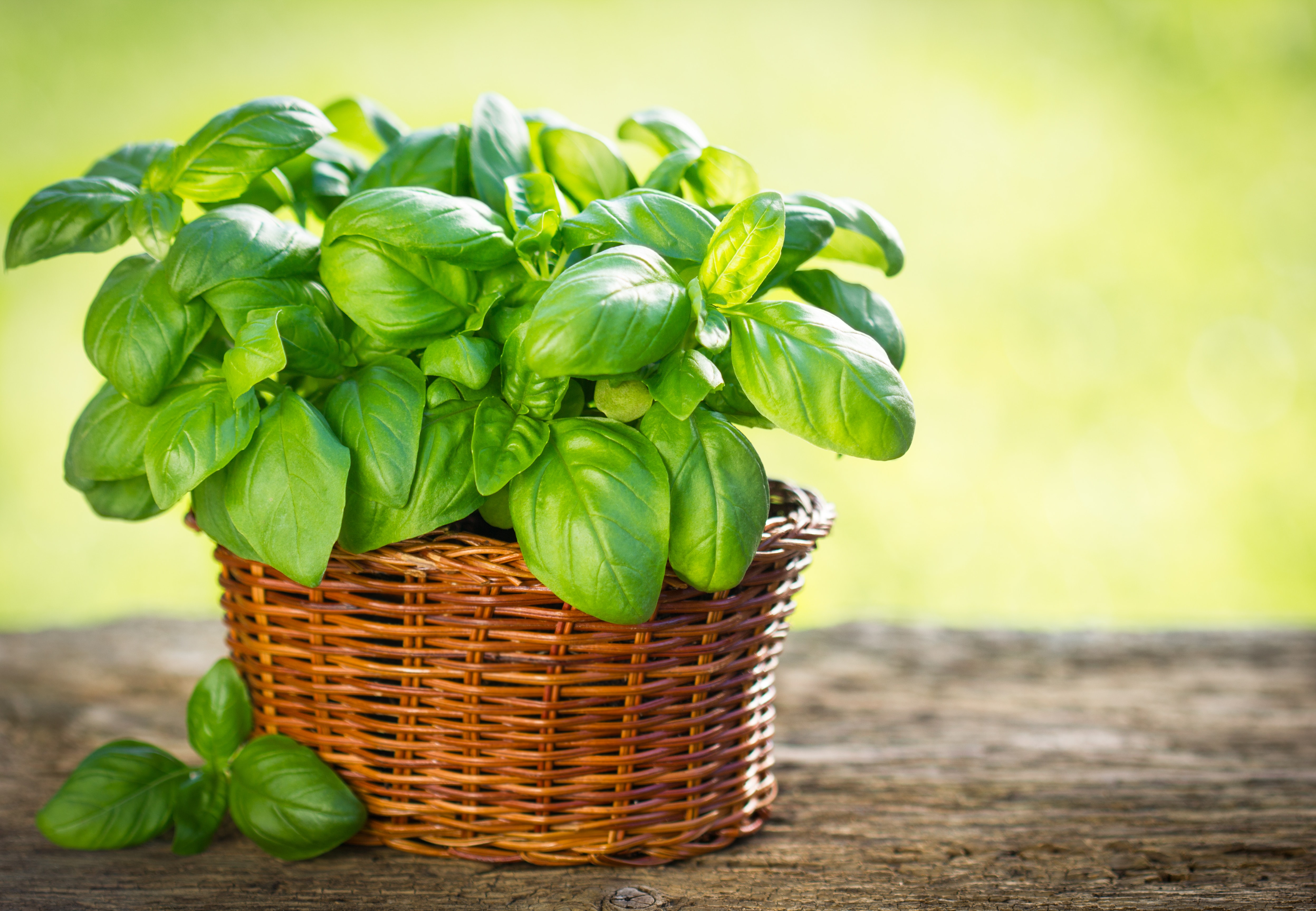 Organic basil plant in the basket on the wooden table