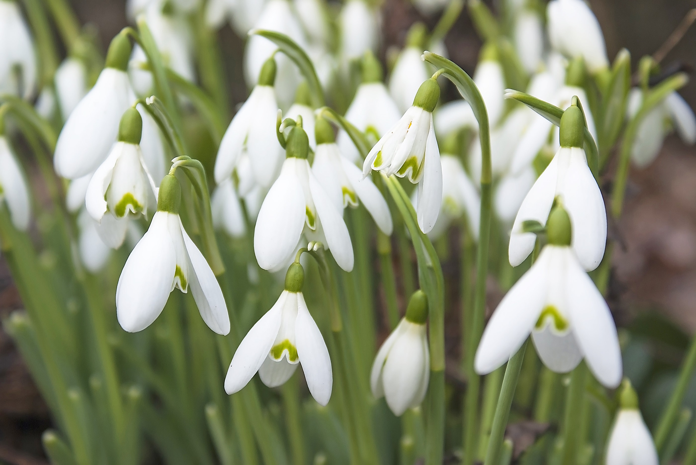 Snowdrops in a devon hedge row