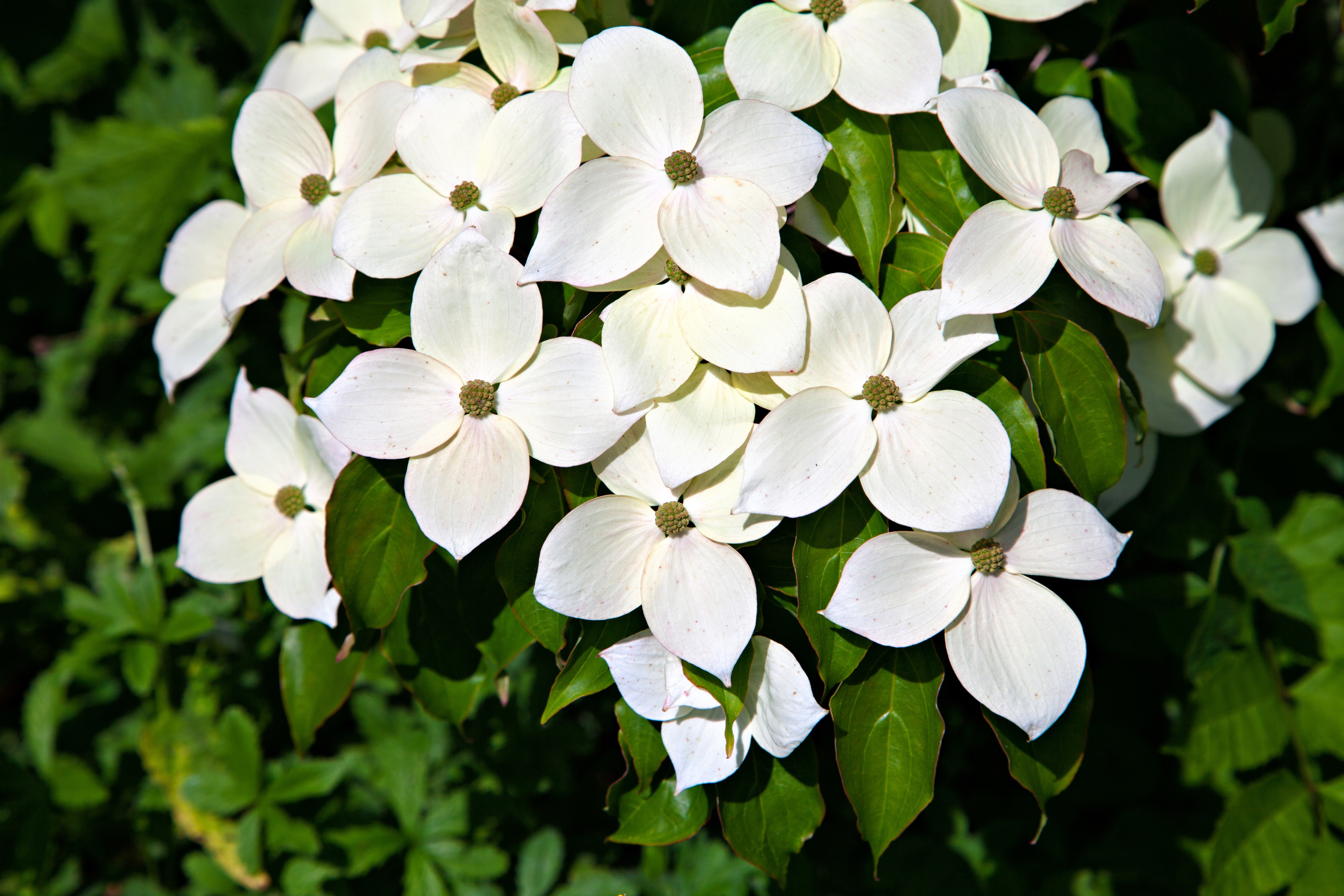 Cornus kousa flowers is widely cultivated as an ornamental