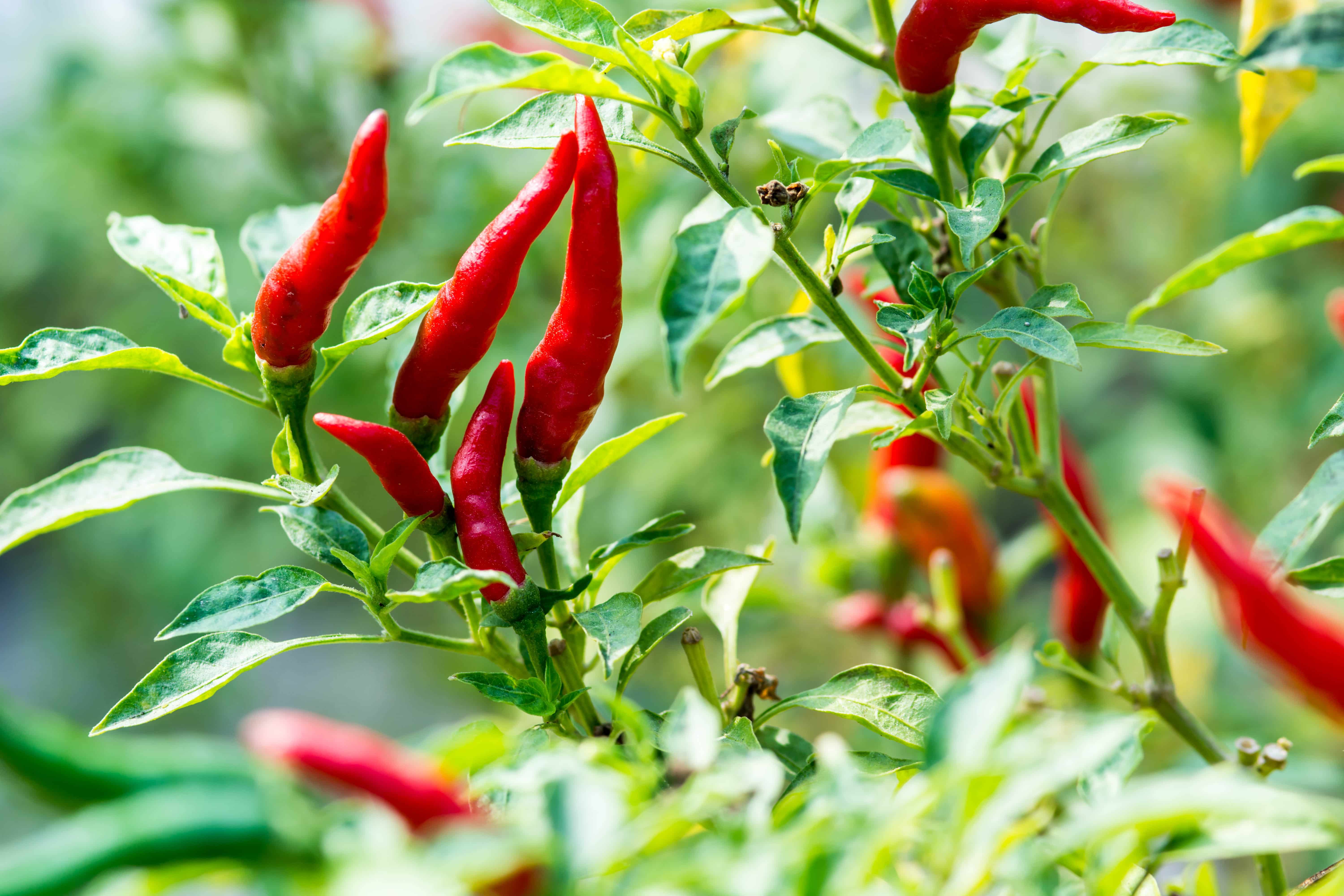 Red chili peppers on the tree in garden.