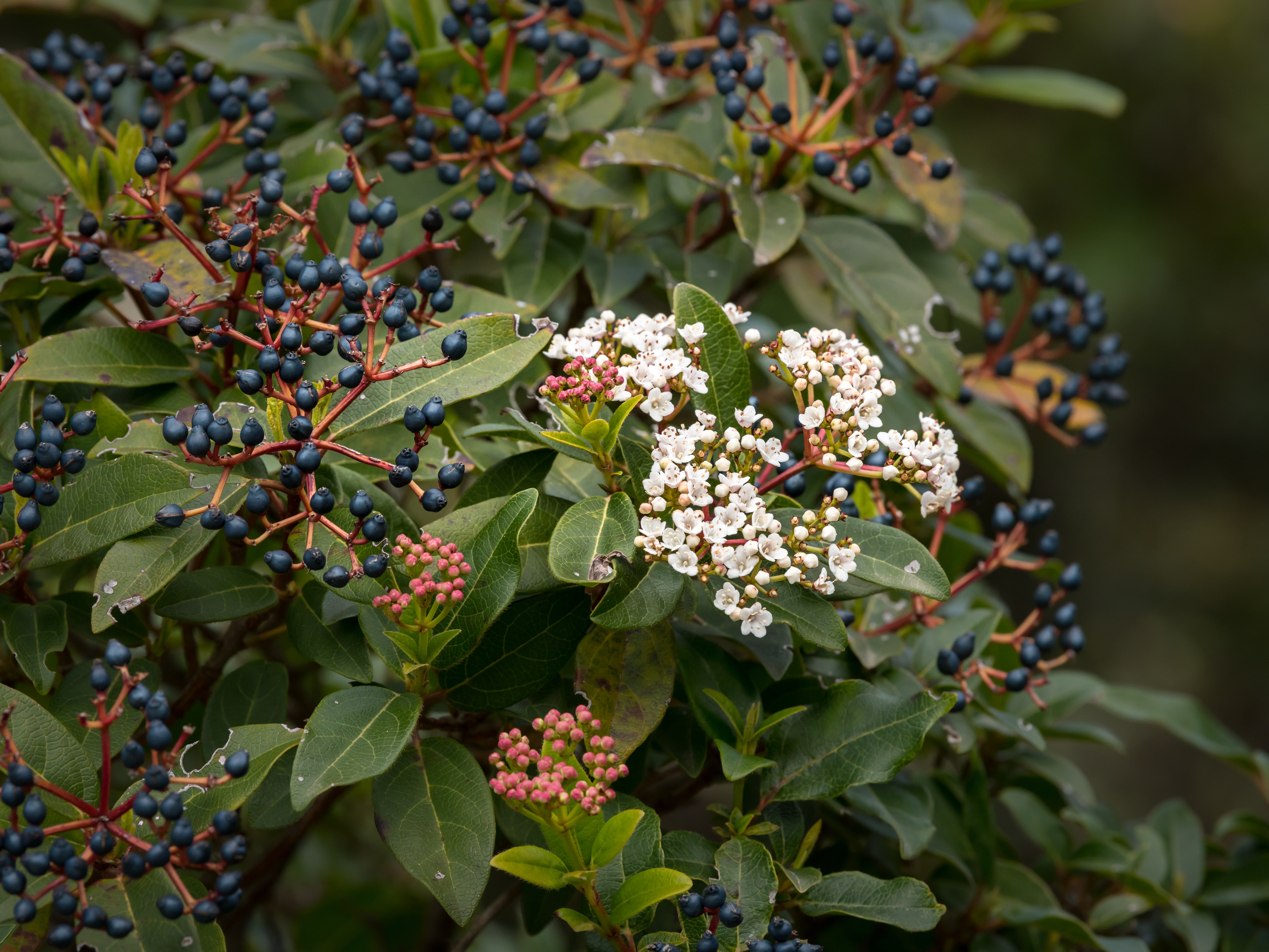 An evergreen laurestine (Viburnum tinus) on the island of Cres