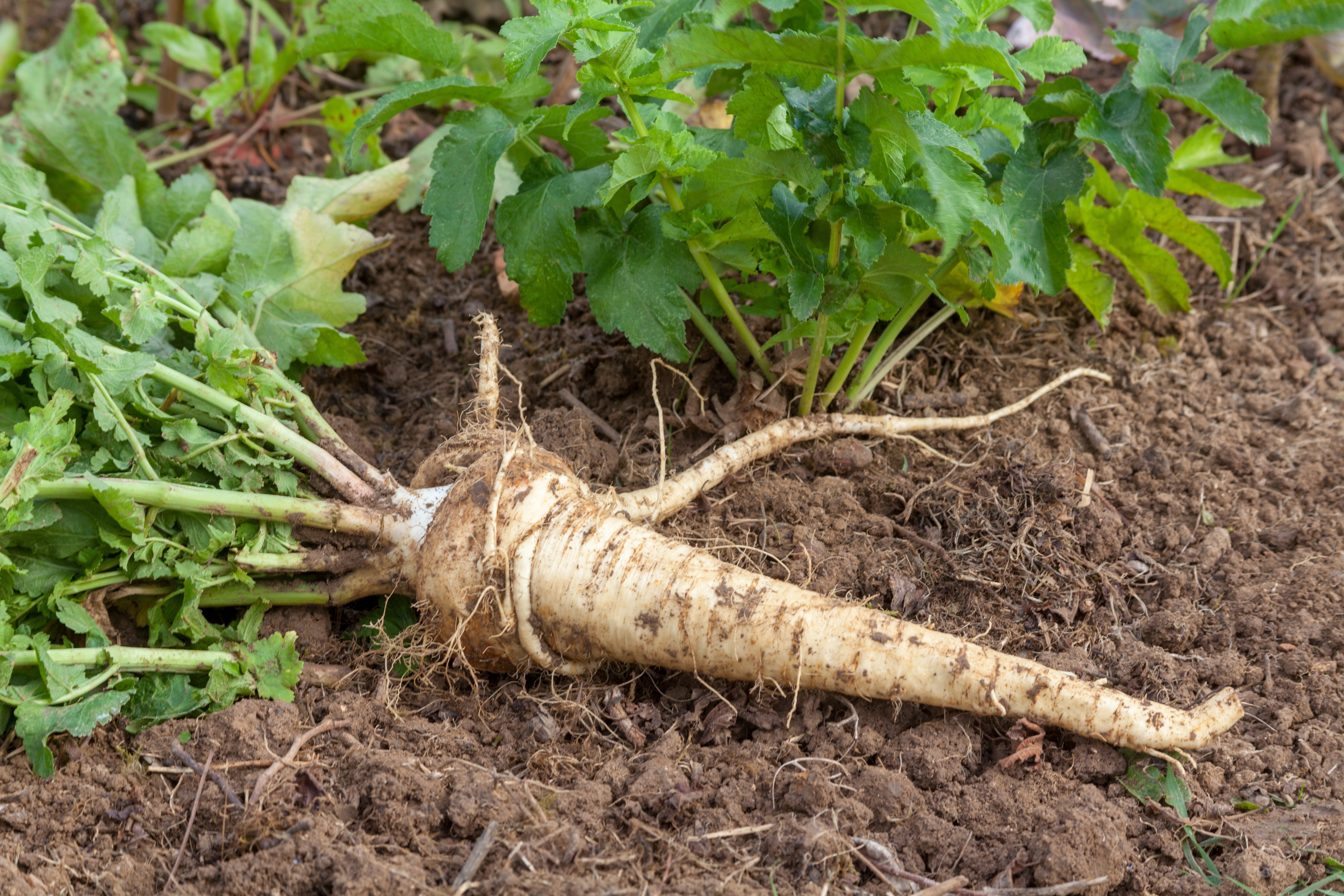 Potager - Légume ancien : le panais