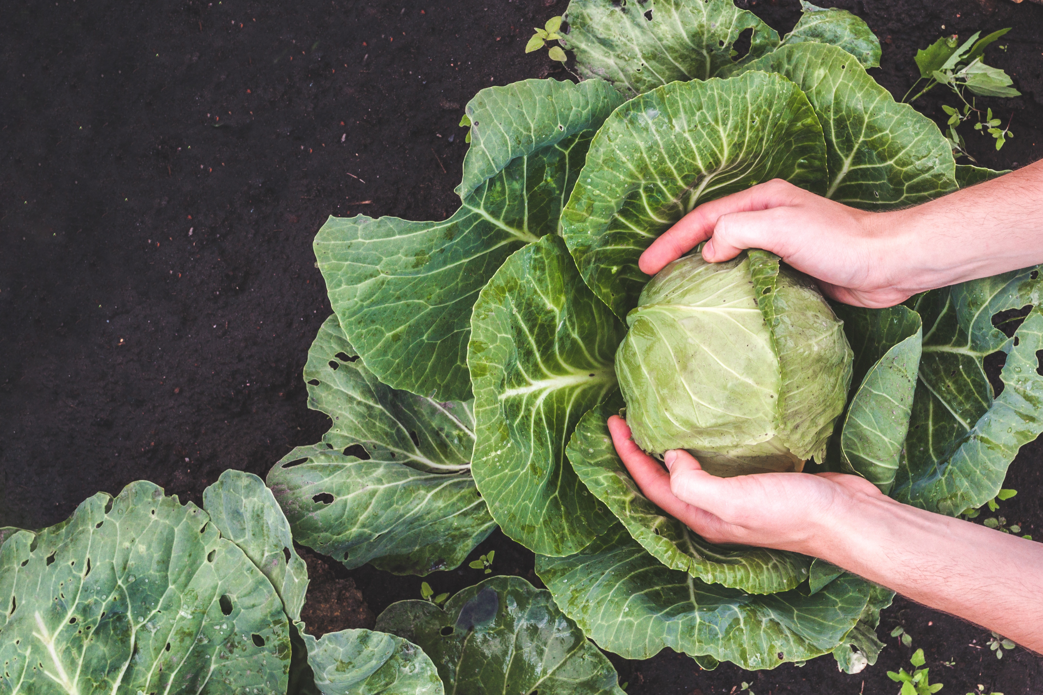 Harvesting cabbage. Vegetables, garden. Healthy food. Vitamins