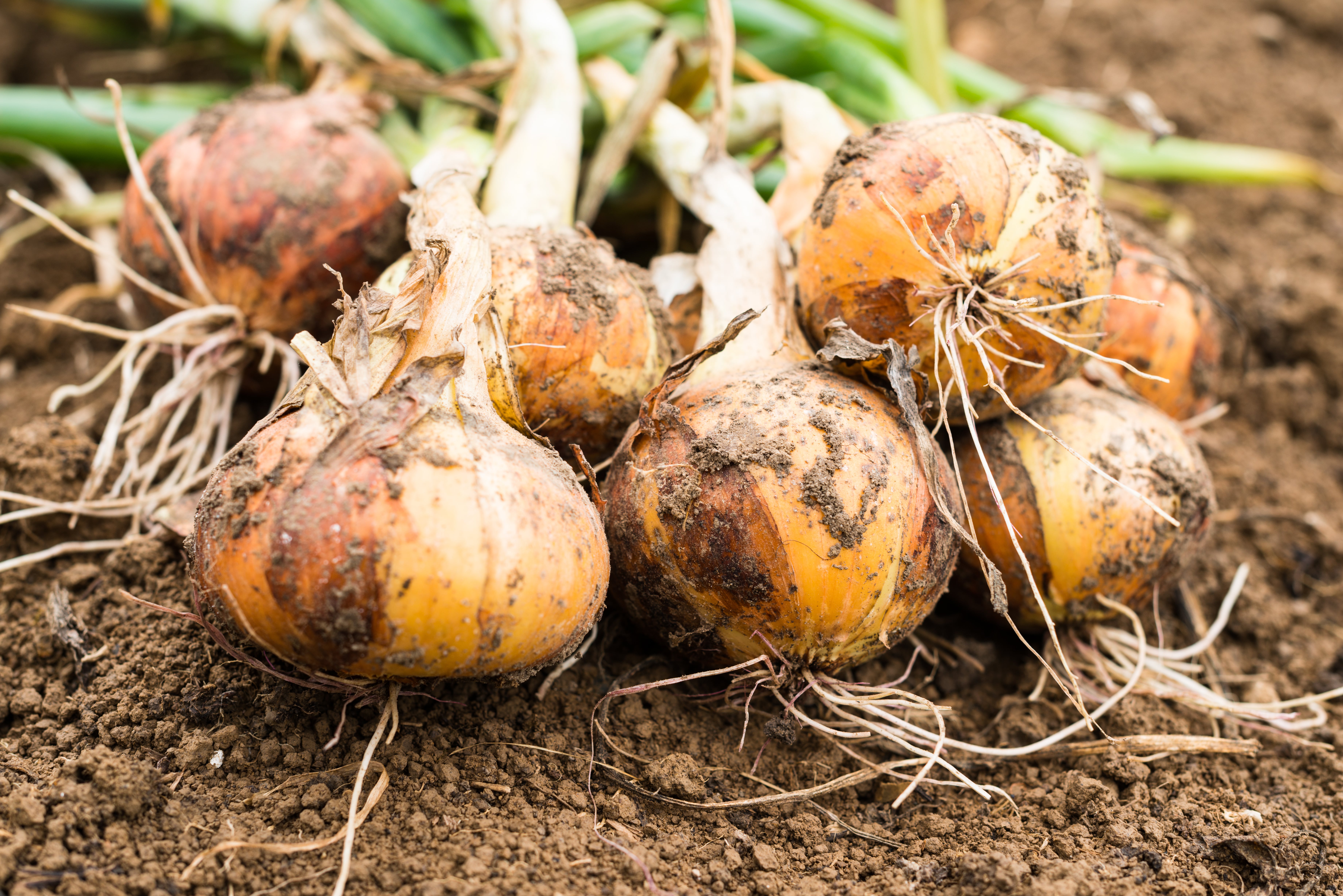 Freshly dug onion bulbs on the ground