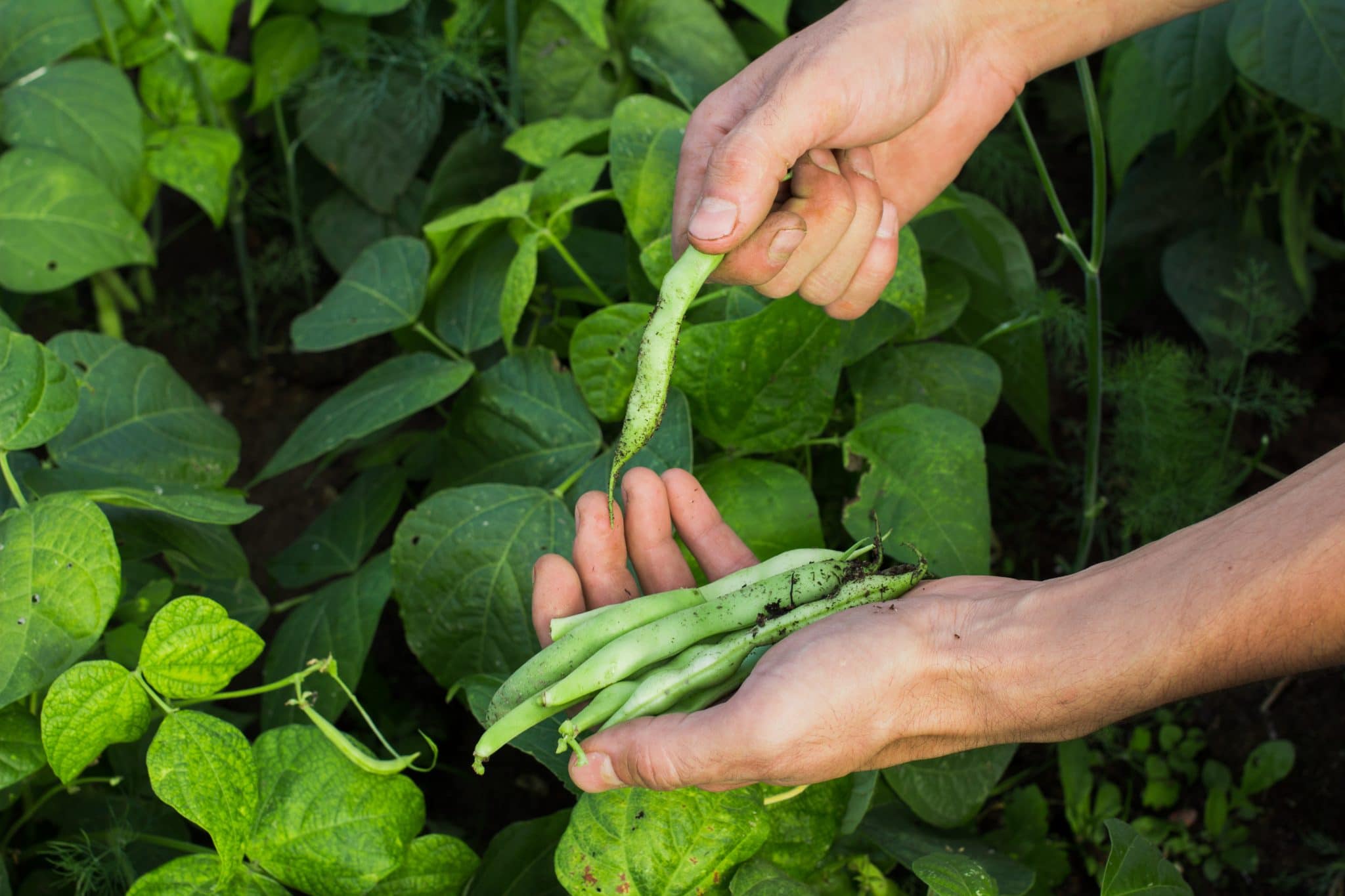 Sow Your Own – Broad Beans - Cultivation Street