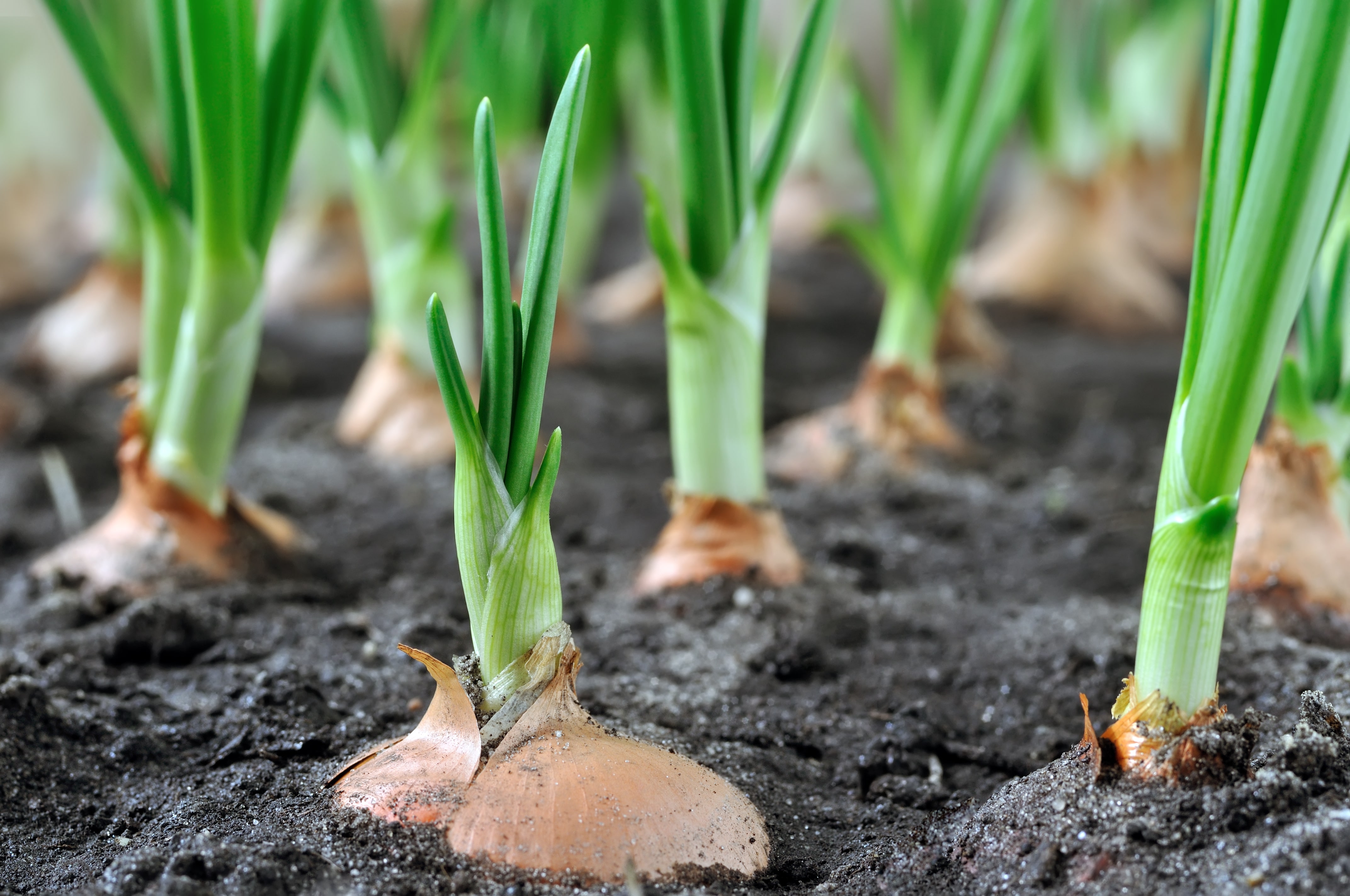 close-up of growing green onion in the vegetable garden