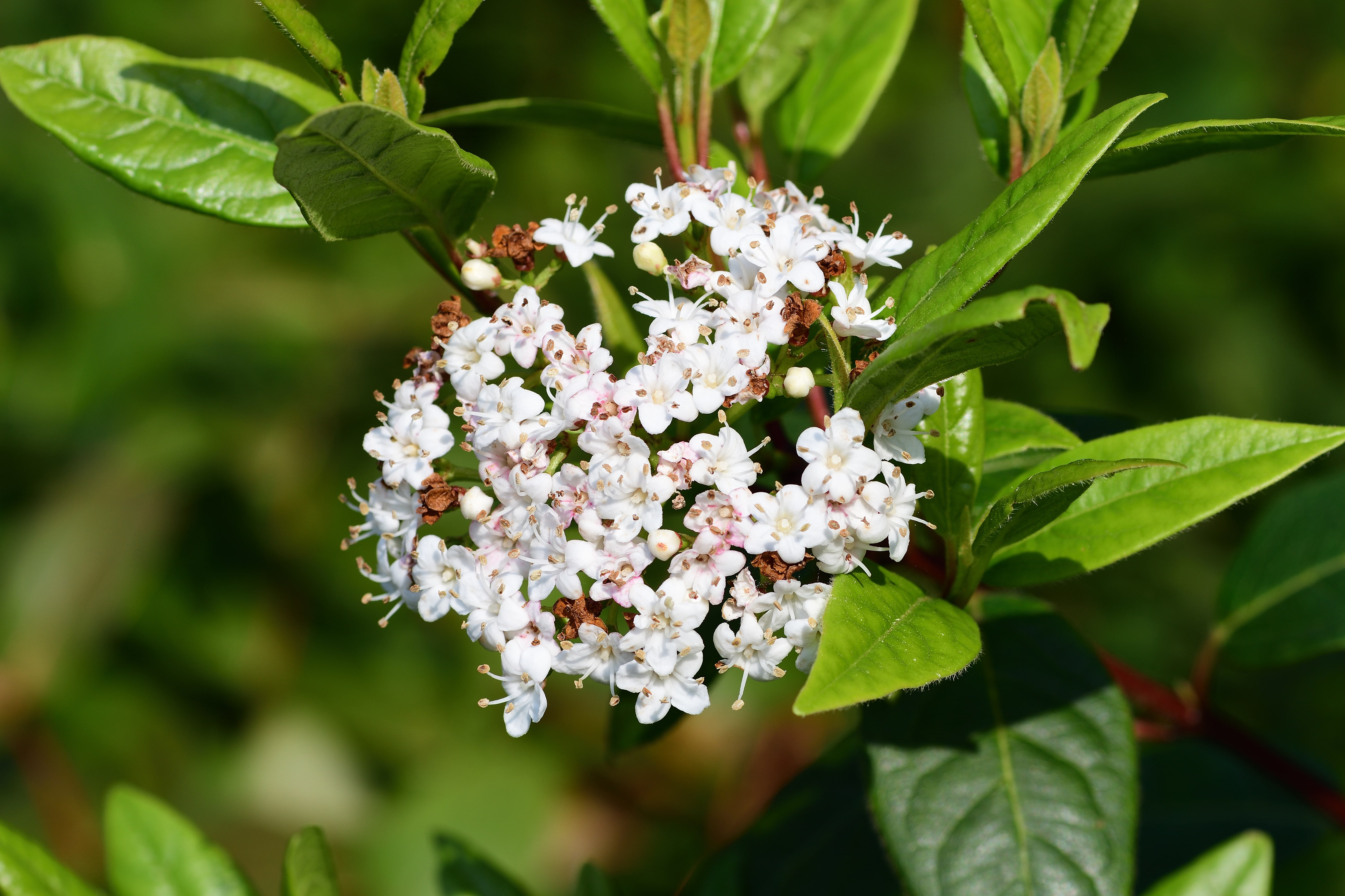 Close up of viburnum tinus (laristinus viburnum) flowers