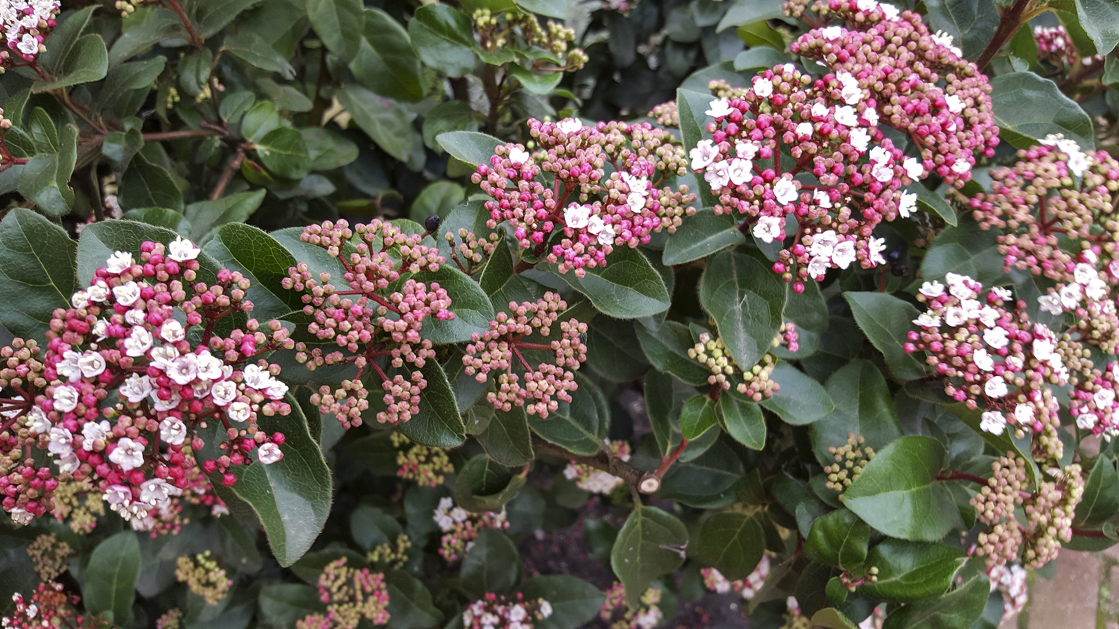 Laurustinus (Viburnum tinus), flowering