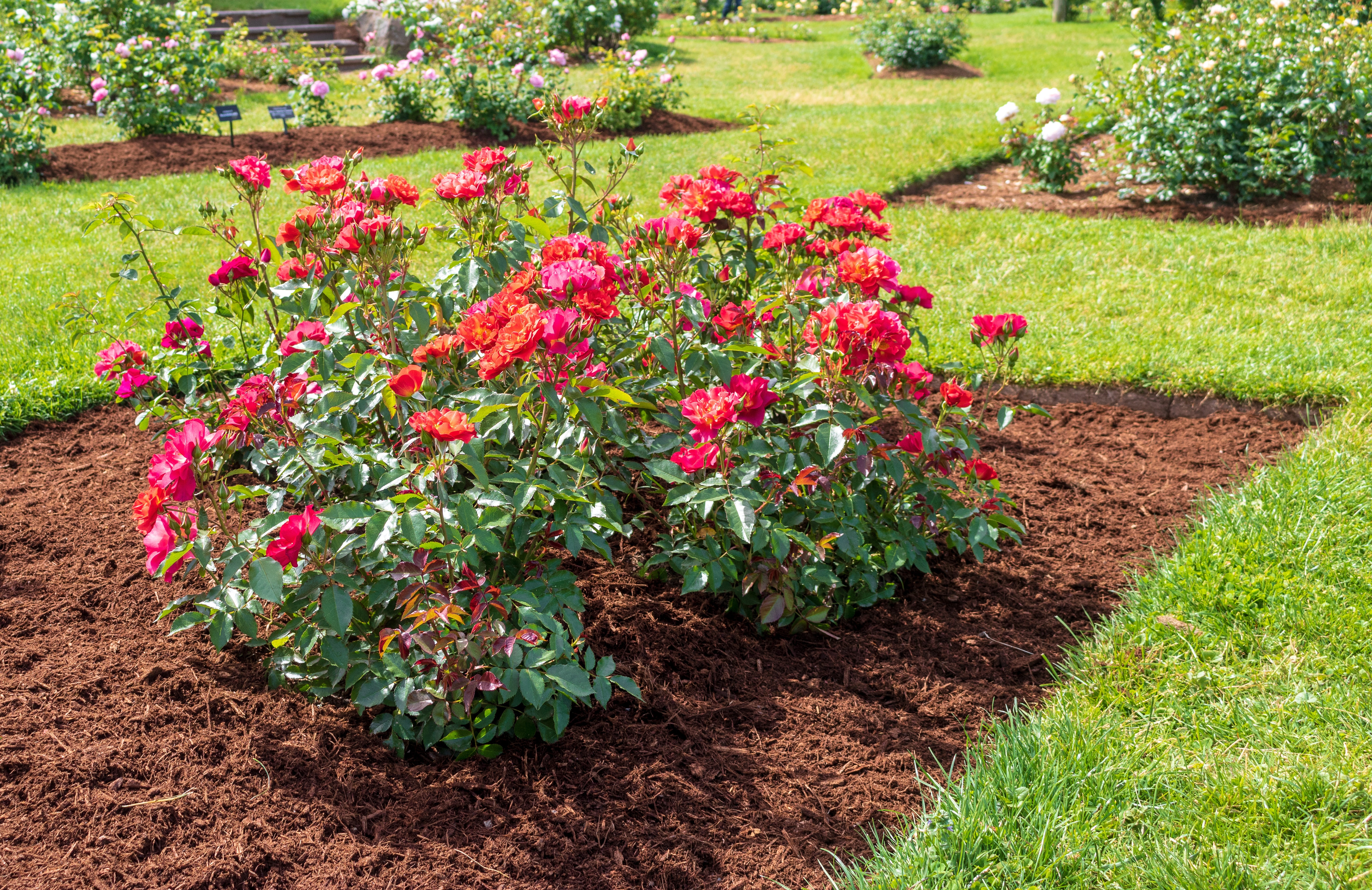 "Cinco de Mayo" rose blooms in a mulched flower bed