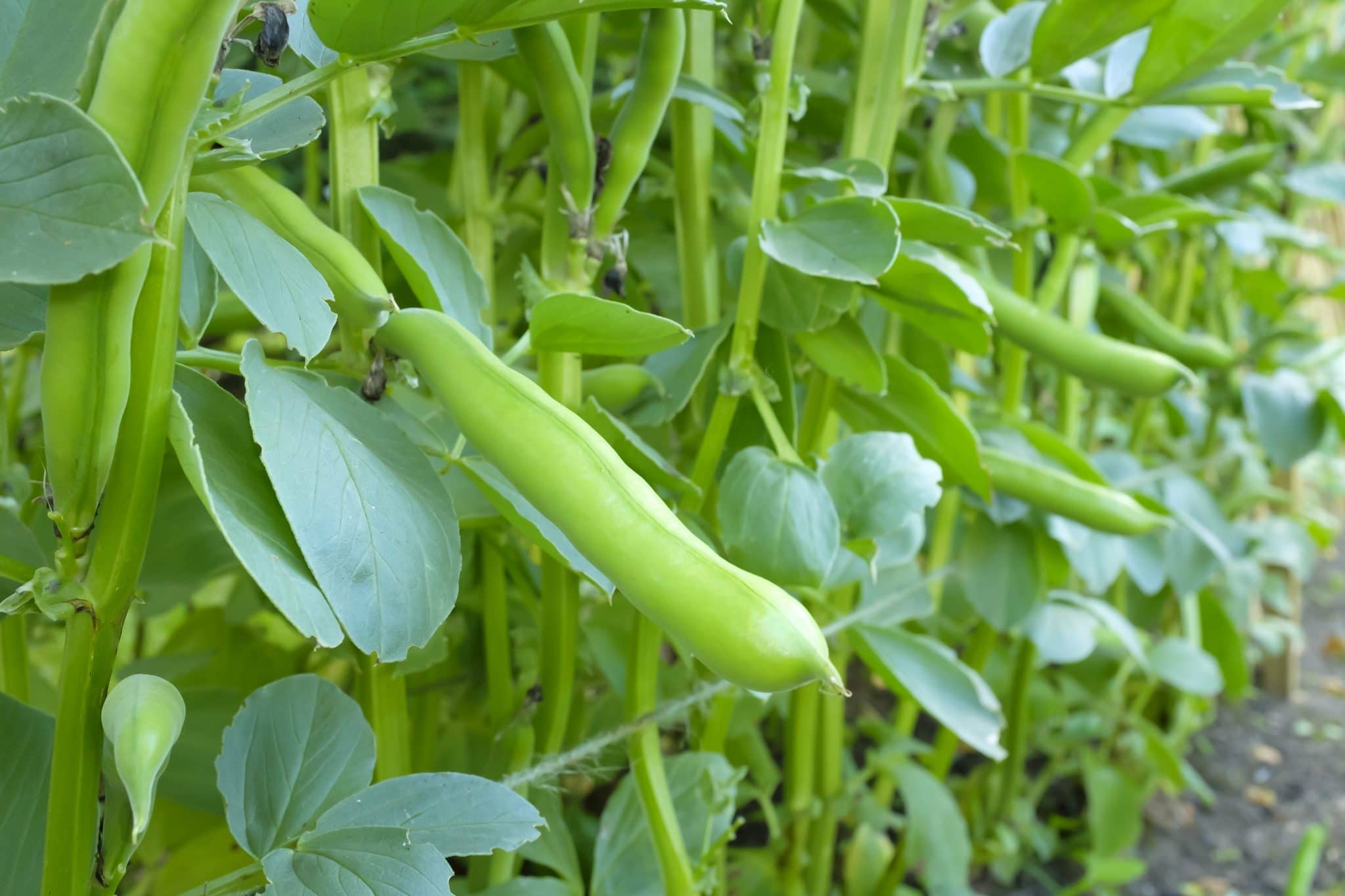 Planta de habas tamaño