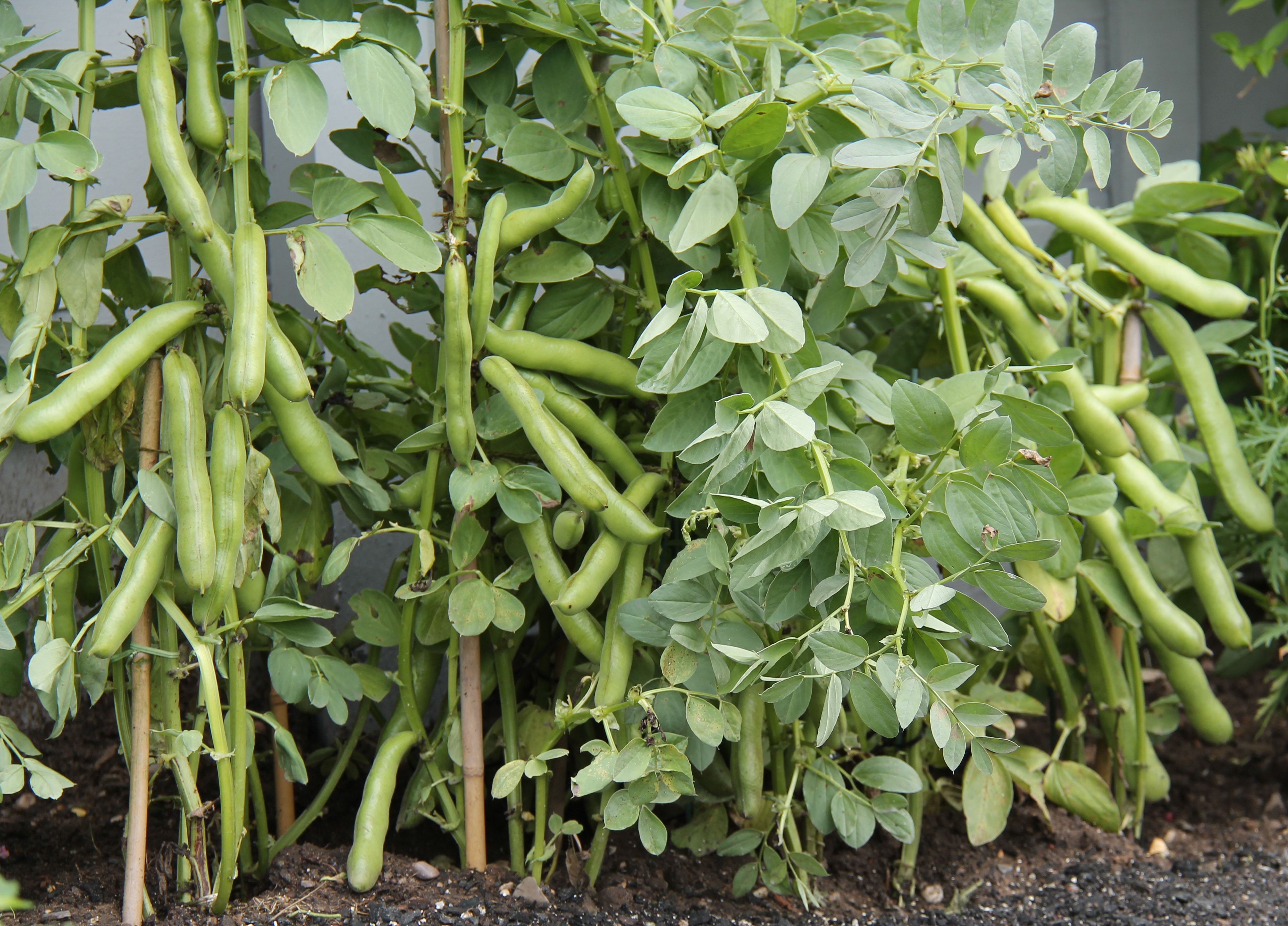 A Crop of Broad Bean Plants Ready for Harvesting.
