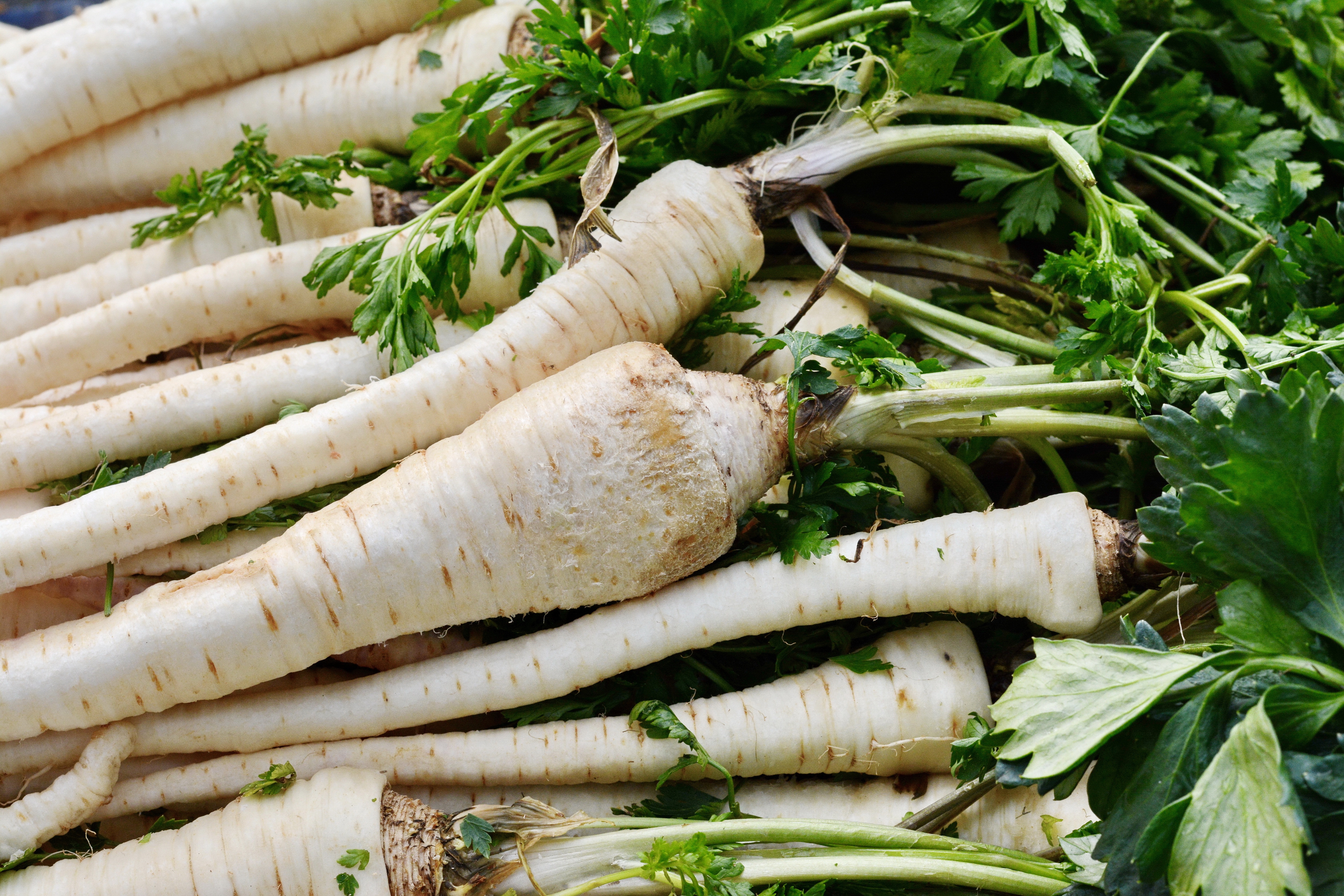 Fresh, parsnips at the weekly market. A bunch of parsnip. Full frame of vegetable.