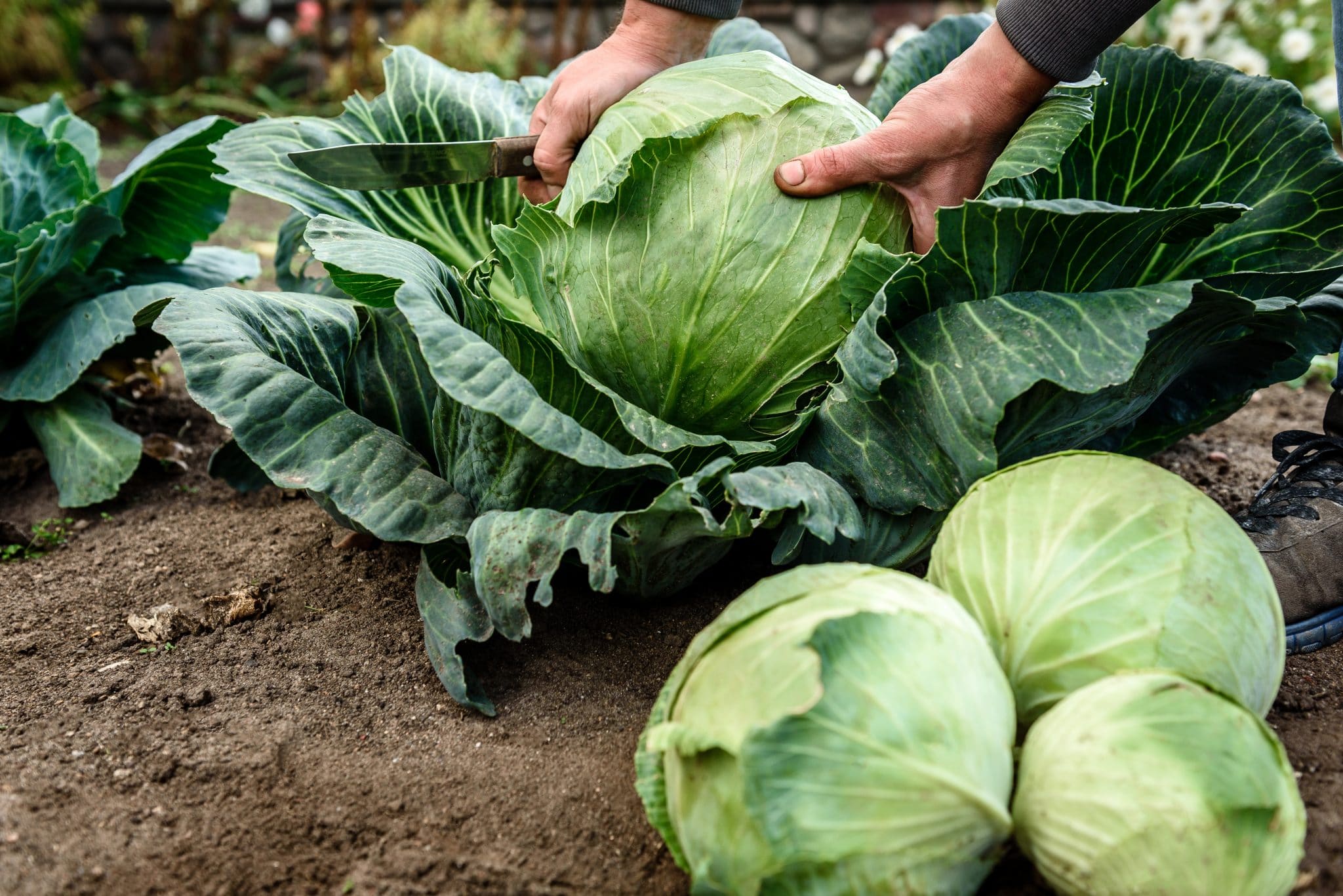 sow-your-own-summer-cabbage-cultivation-street