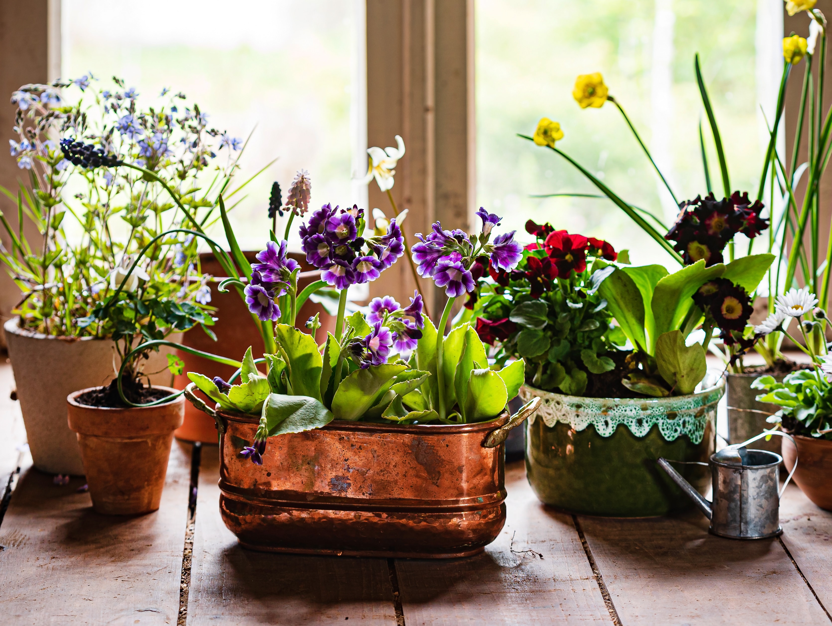 spring flowers in the pots