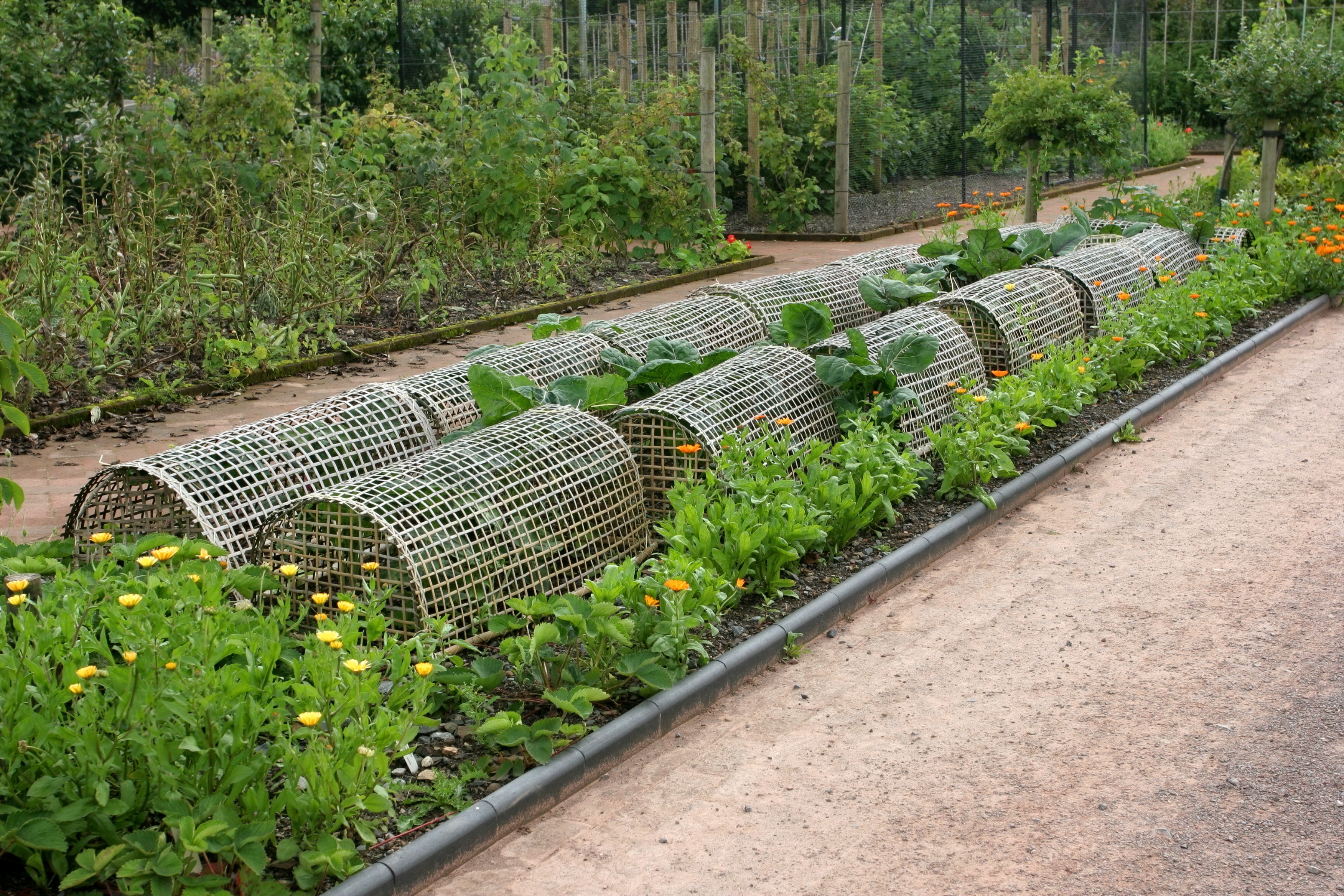 Woven wooden plant protectors covering cabbages in a vegetable bed in a garden, with marigolds to the sides acting as companion plants to deter pests. Fruit bushes to the rear.