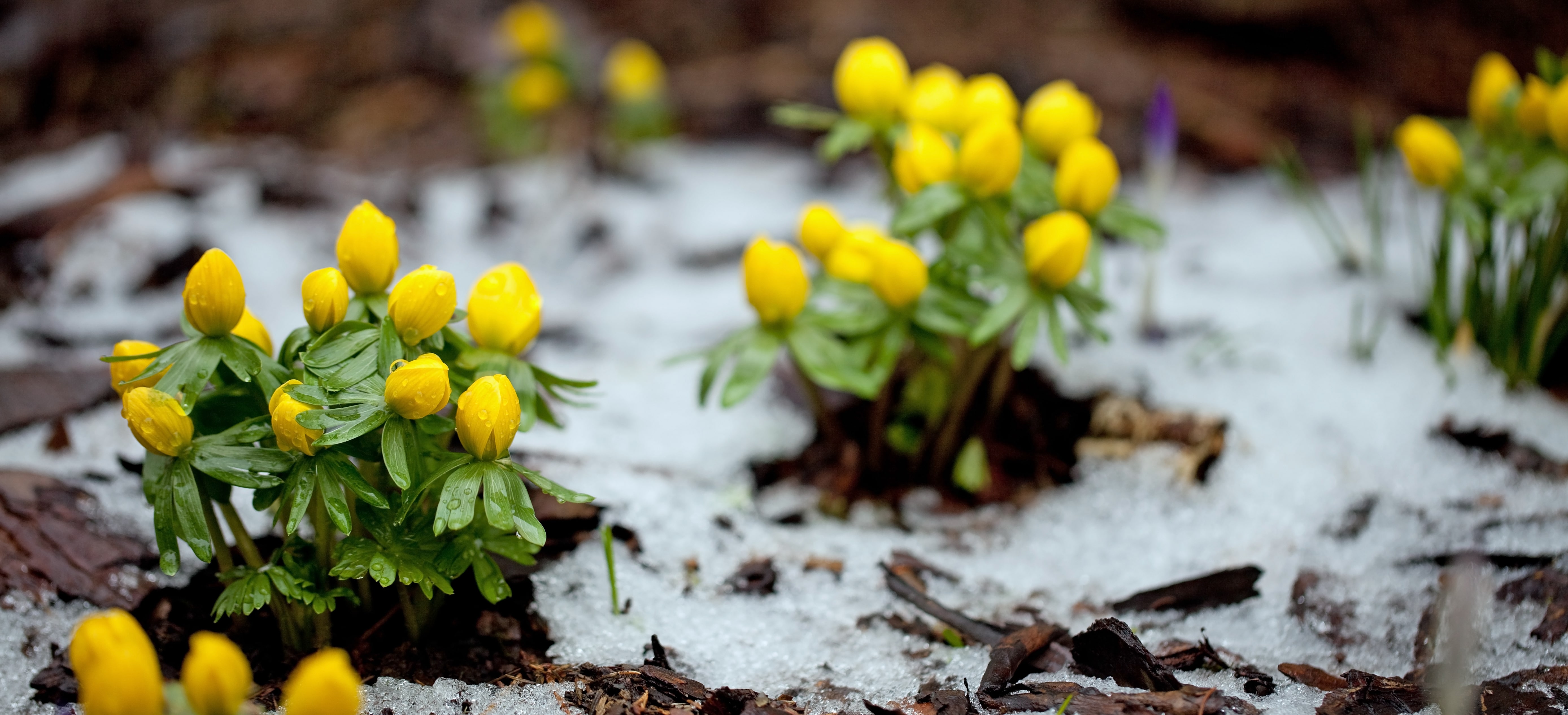 Closeup of winter aconite group with snow