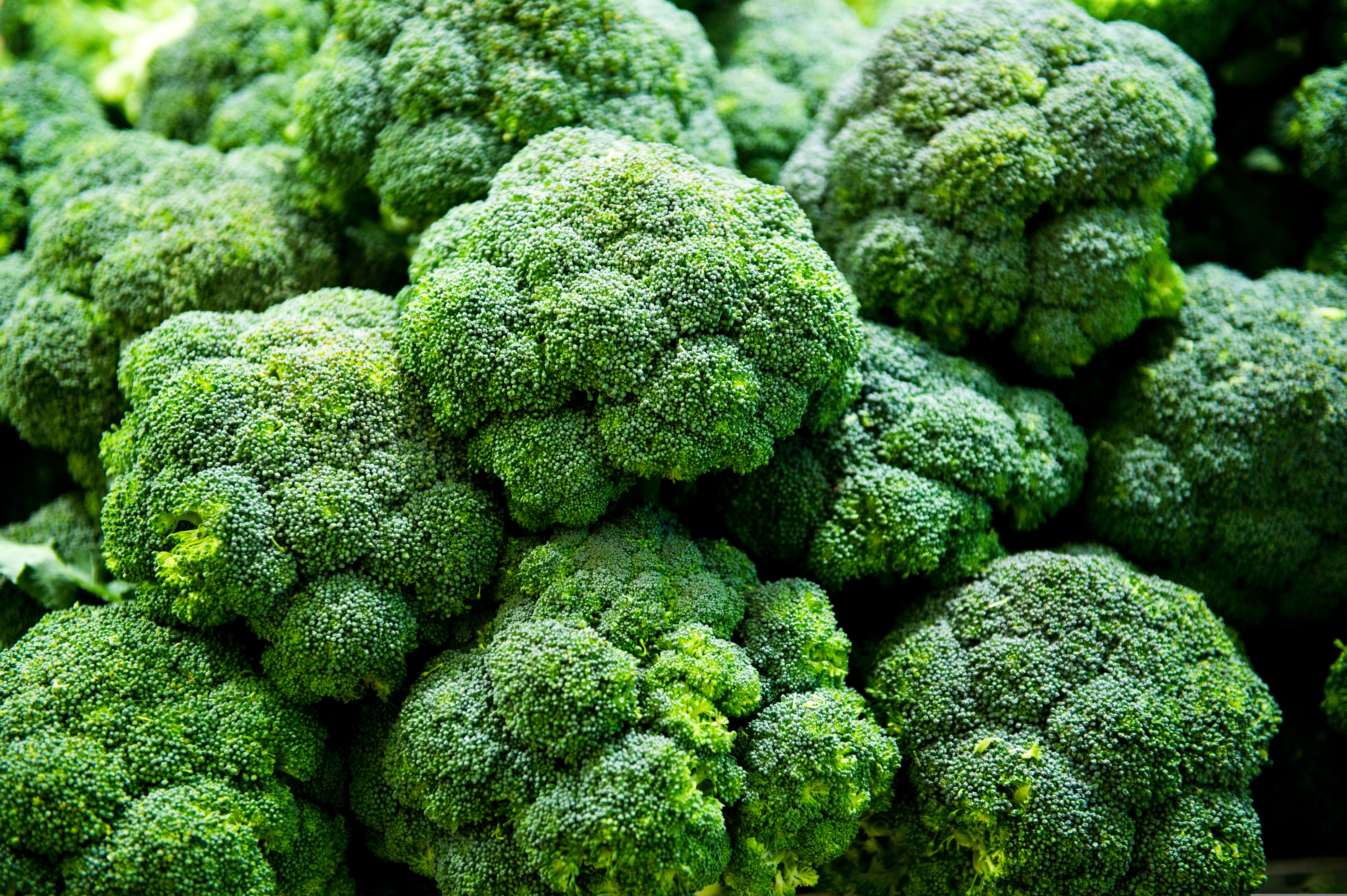 Group of fresh broccoli close up.